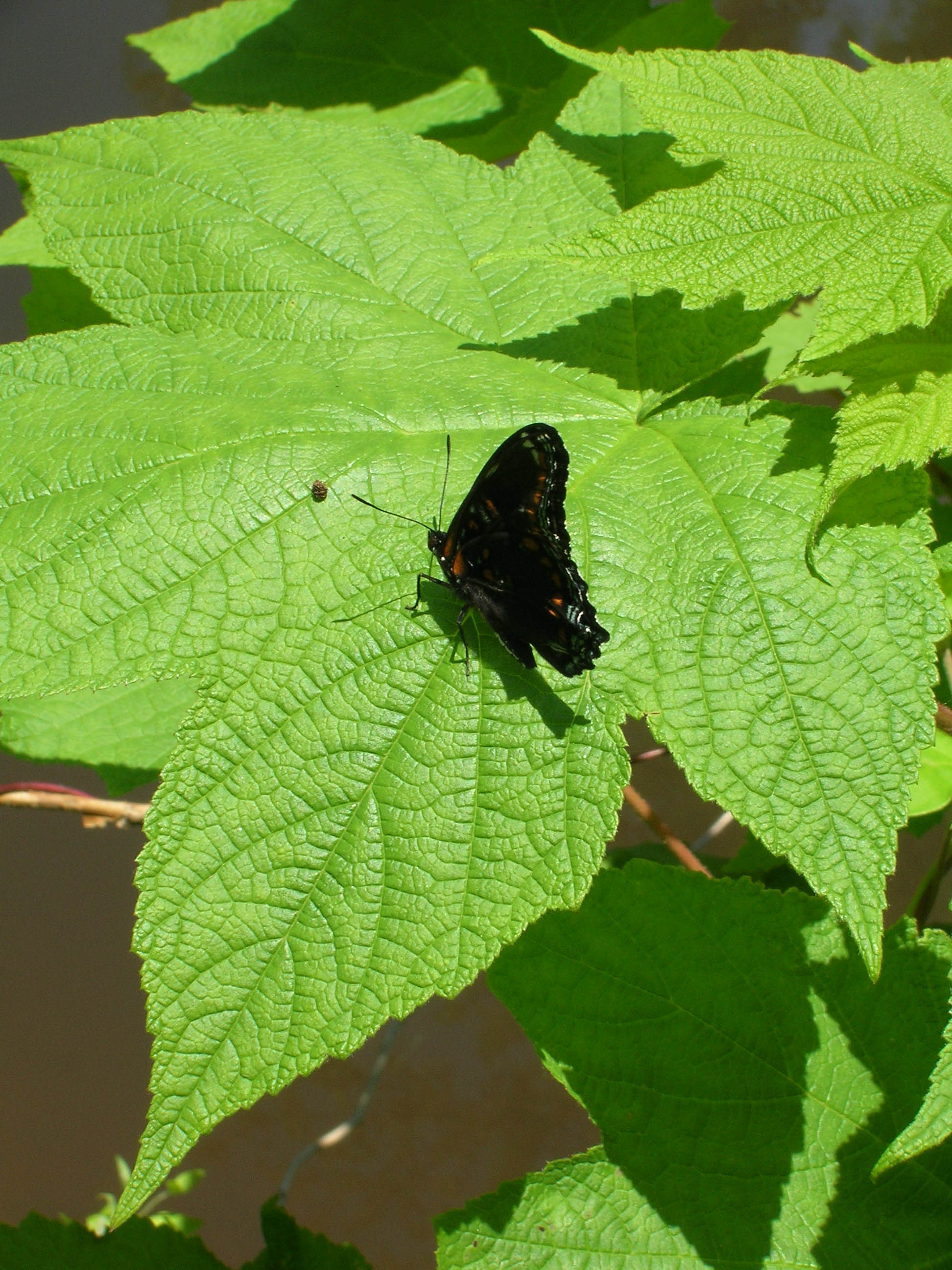 butterfly lands on a maple leaf