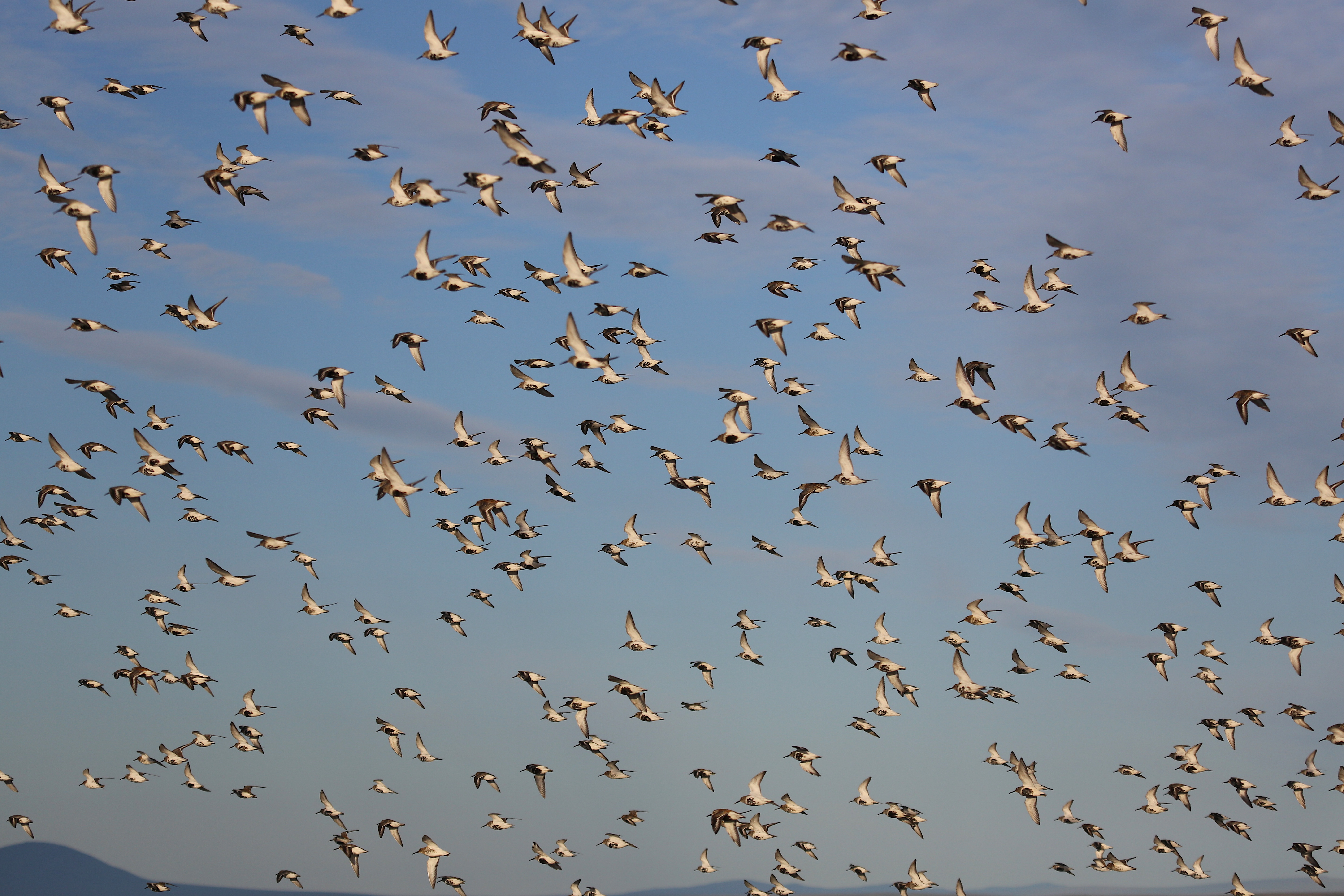 Flock of shore birds taking flight