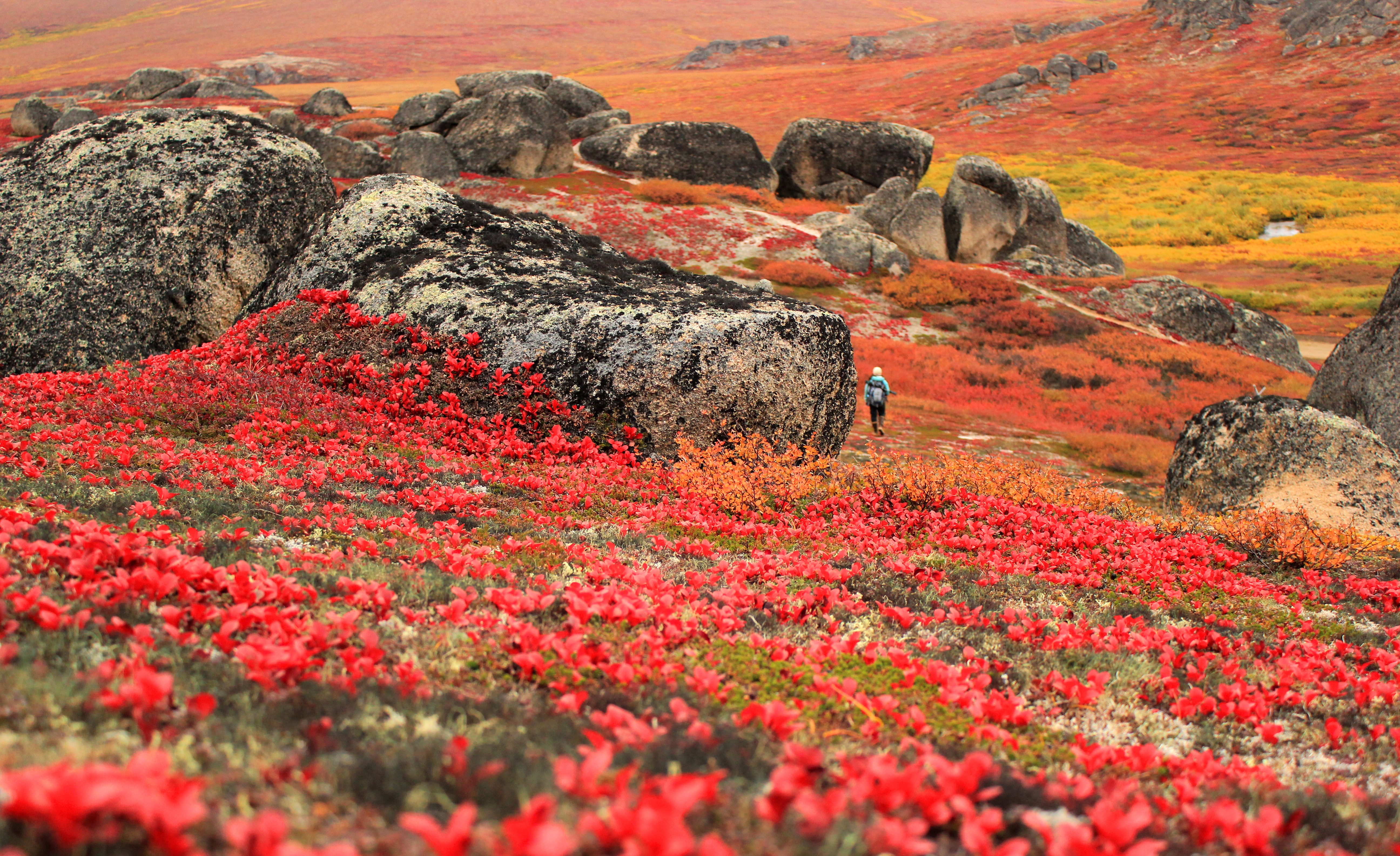 A hiker is seen in the distance as autumn colors dominate the tundra landscape.
