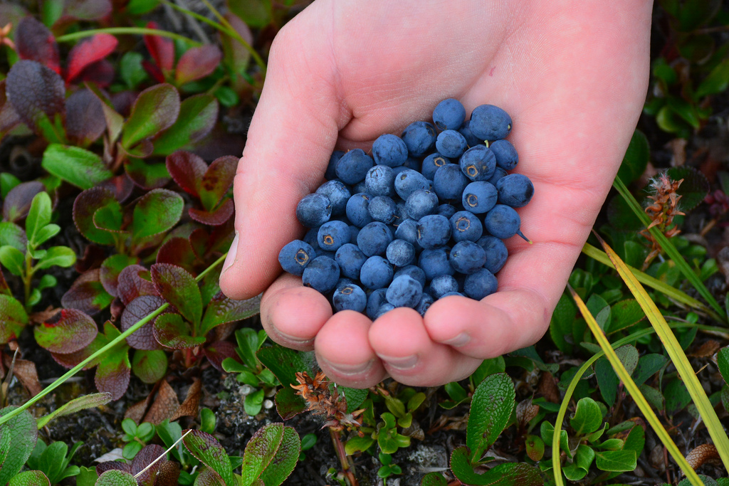 Handful of blueberries