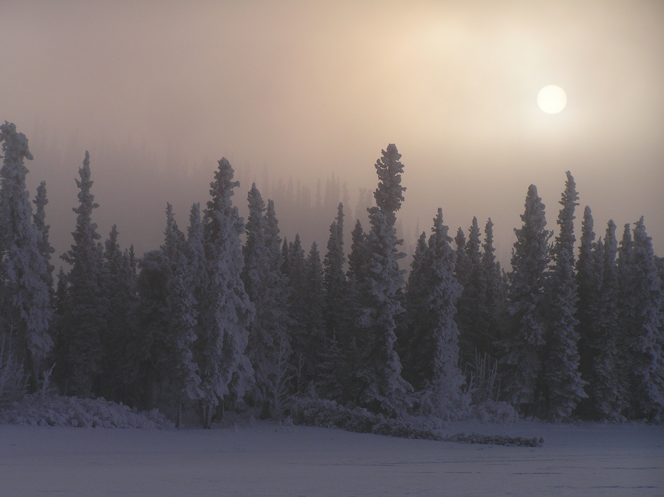 Forest of spruce trees blanketed in snow and fog.