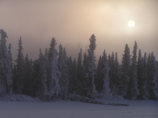 Forest of spruce trees blanketed in snow and fog.