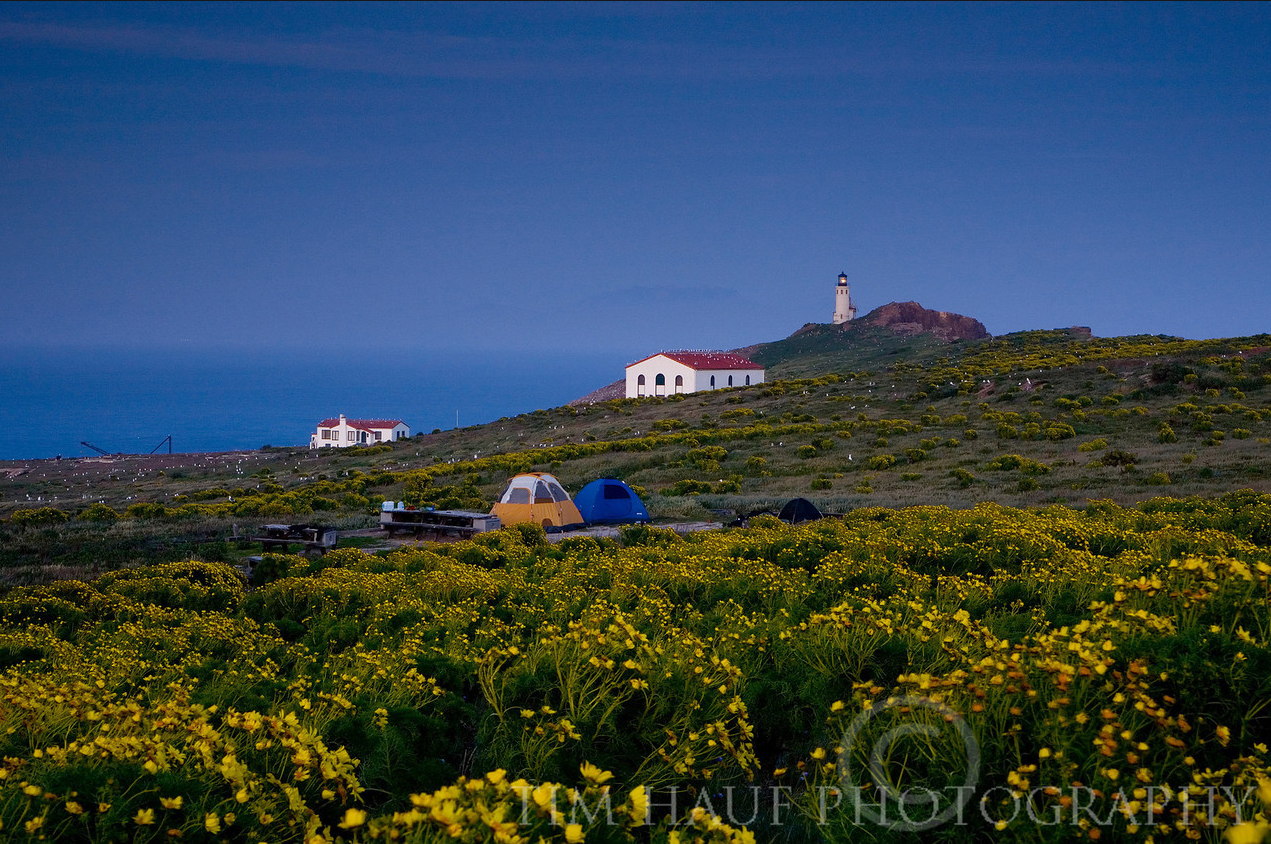 Within a field of yellow flowers lie tents that overlook historic buildings and the ocean.