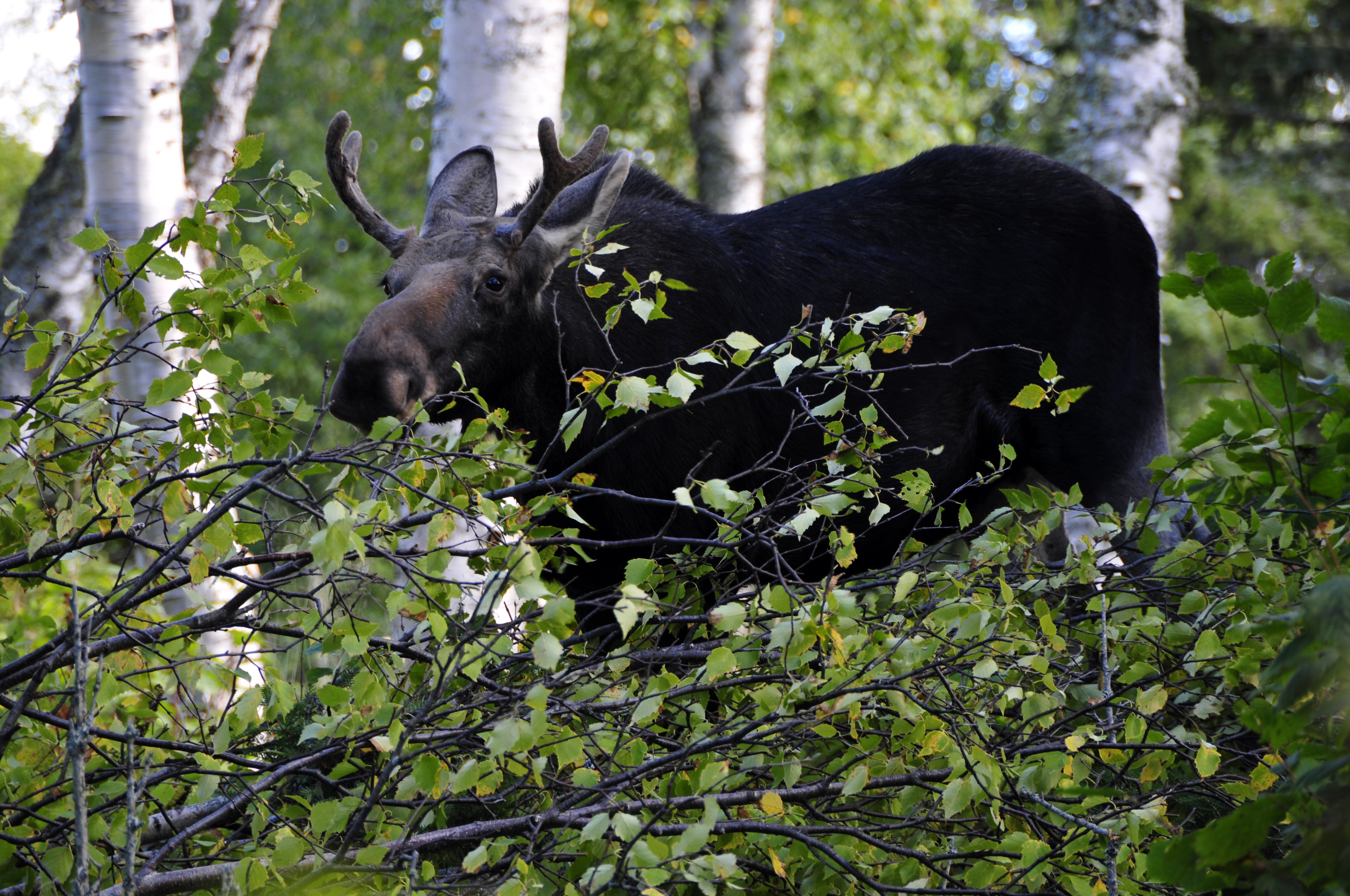 Young bull moose browsing for food