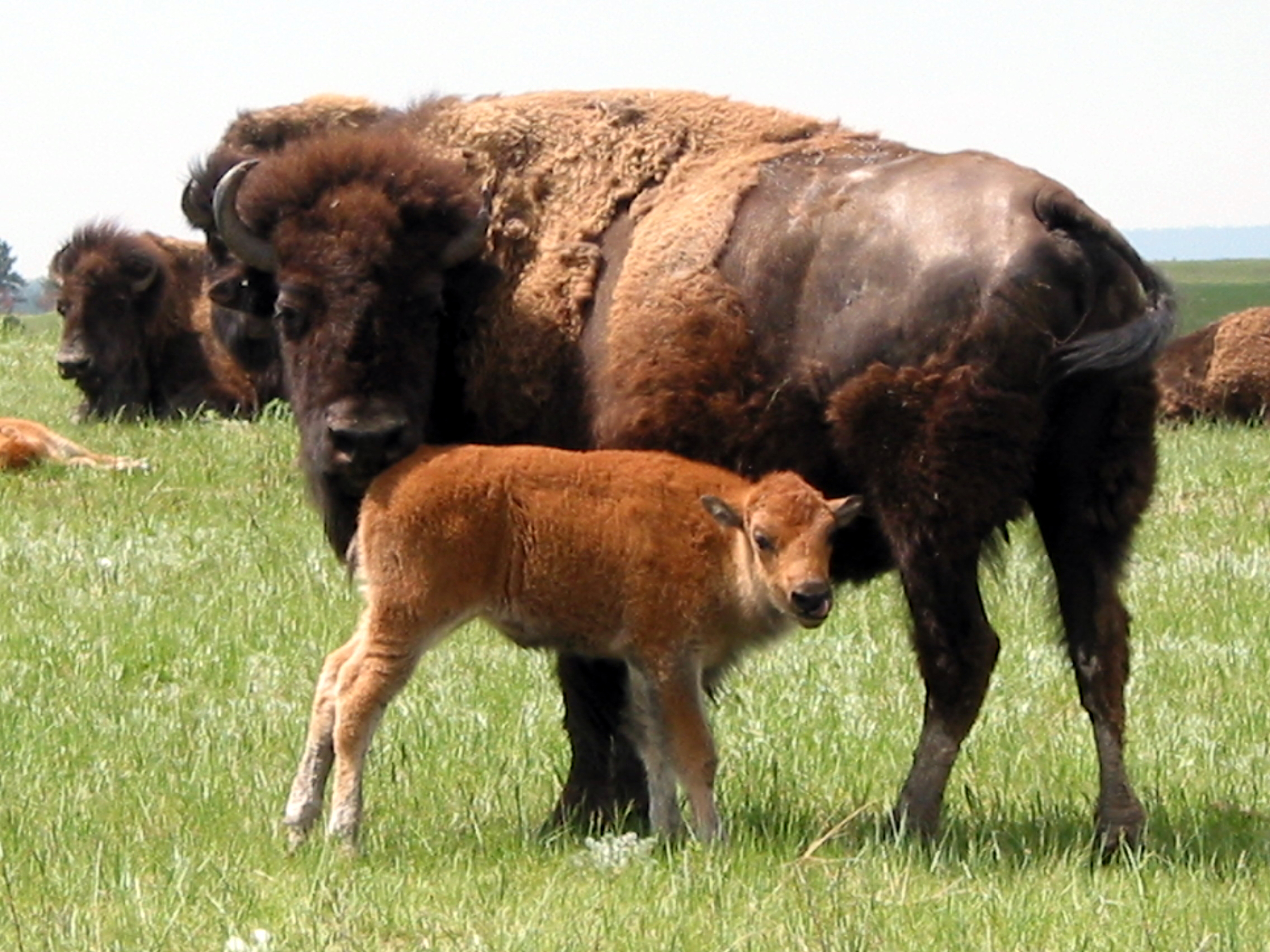 a bison cow and calf on the prairie