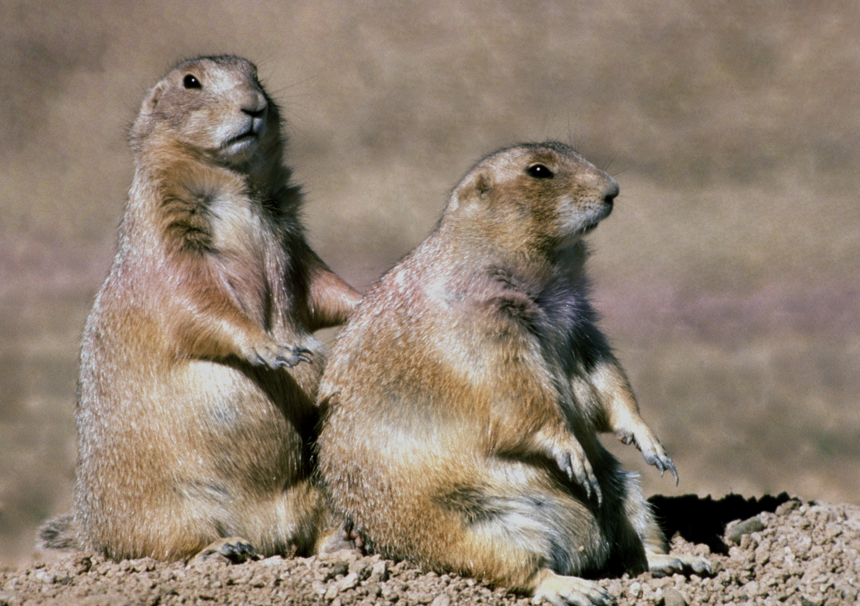 two prairie dogs watch from their burrow