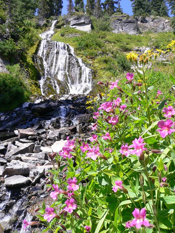 water flowing over Vidae Falls