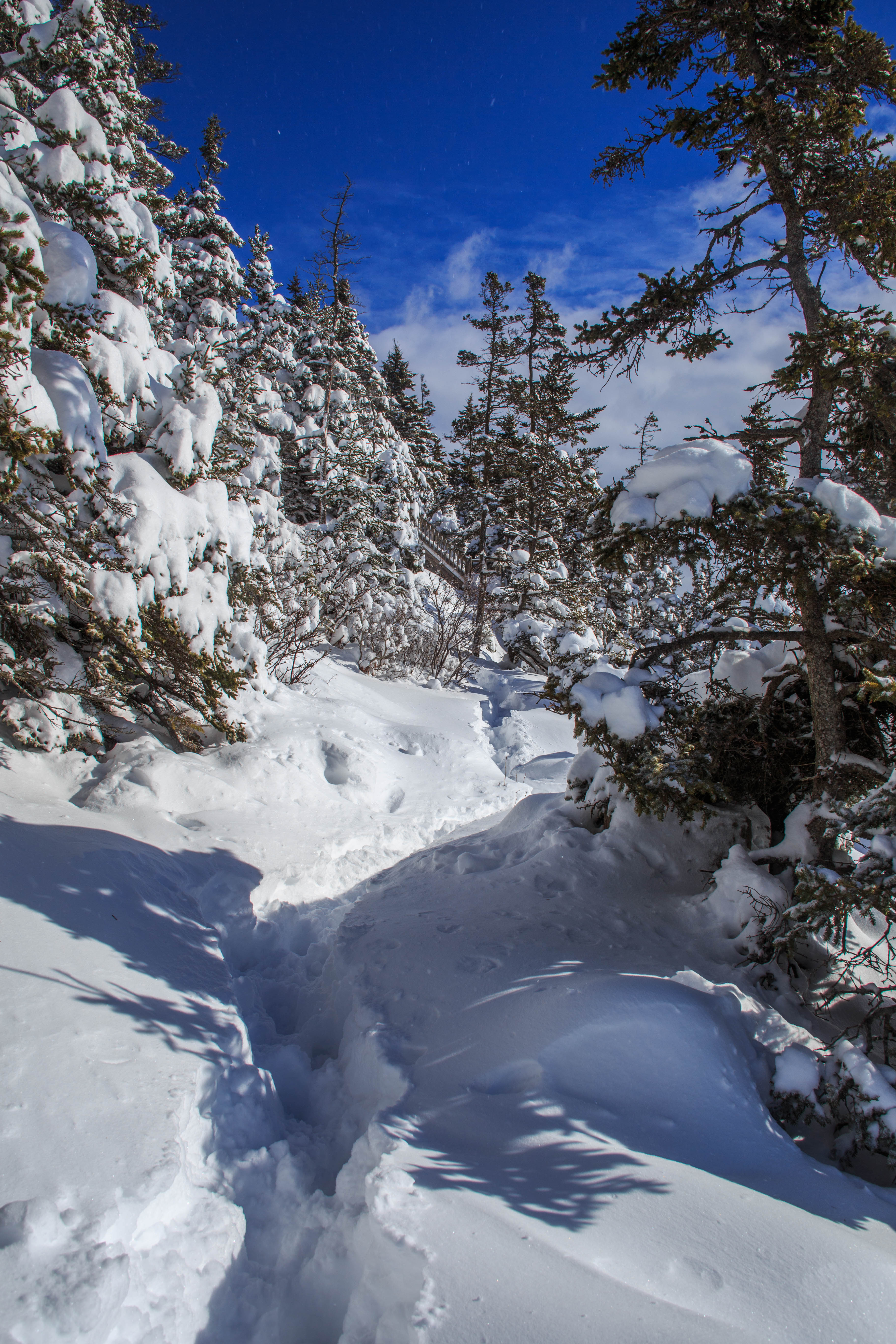 Hiking tracks carved through three feet of snow wind through a heavy snow-laden forest.