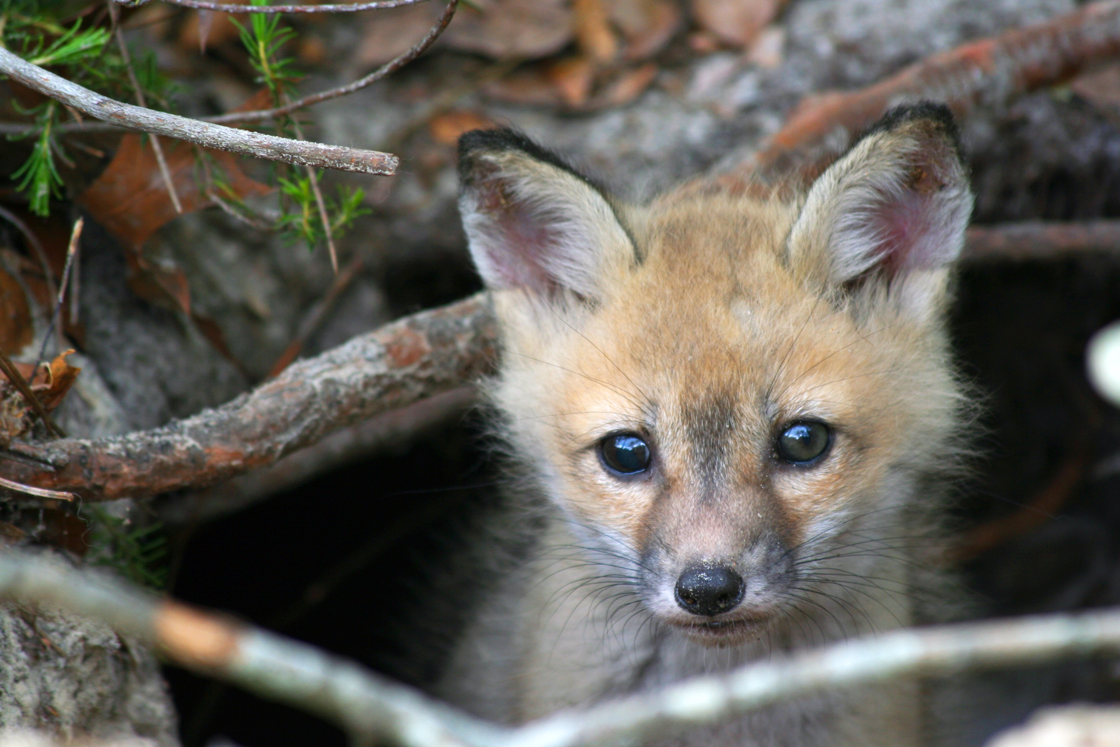 A baby fox pops it's head from a burrow