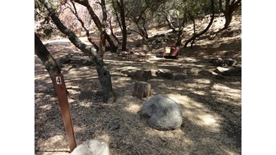 A campsite below small oak trees