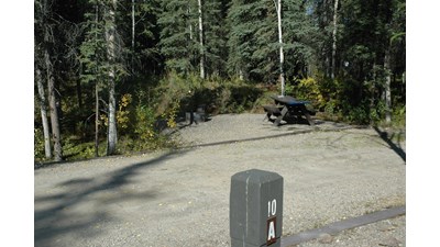 an empty campsite in a spruce forest