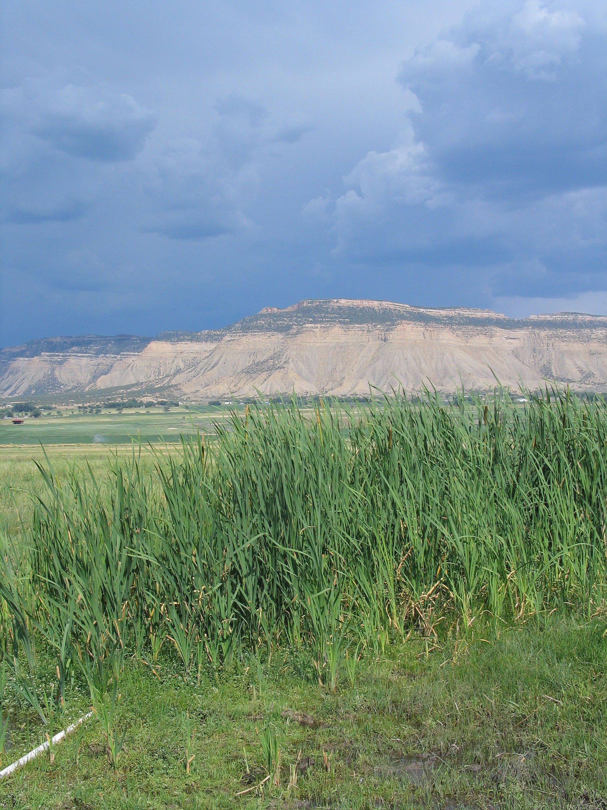 Cattails with mesa in background.