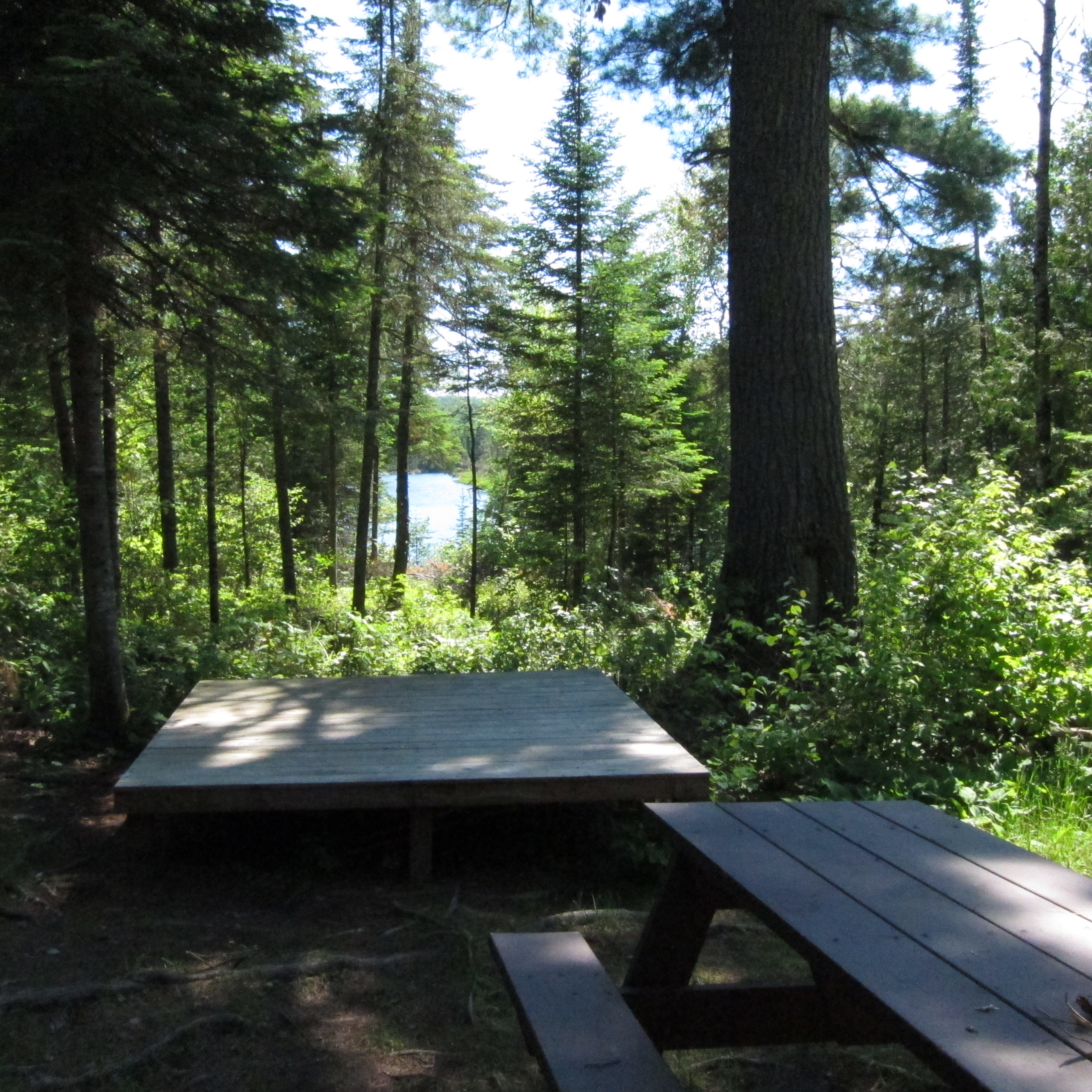 Campsite near large evergreen trees near river.