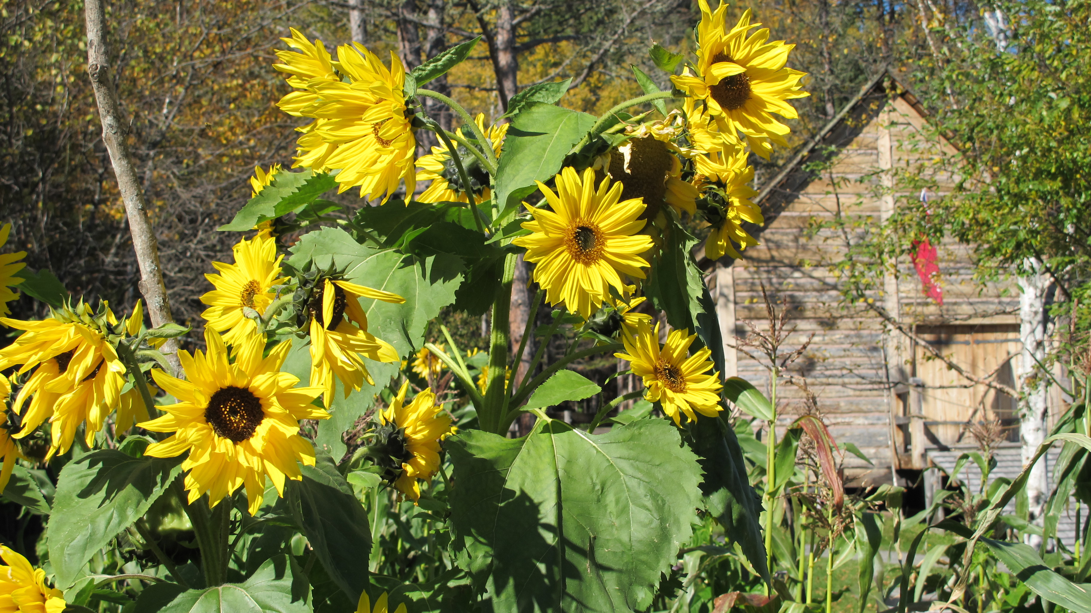 Sunflowers blossoms in front of log building