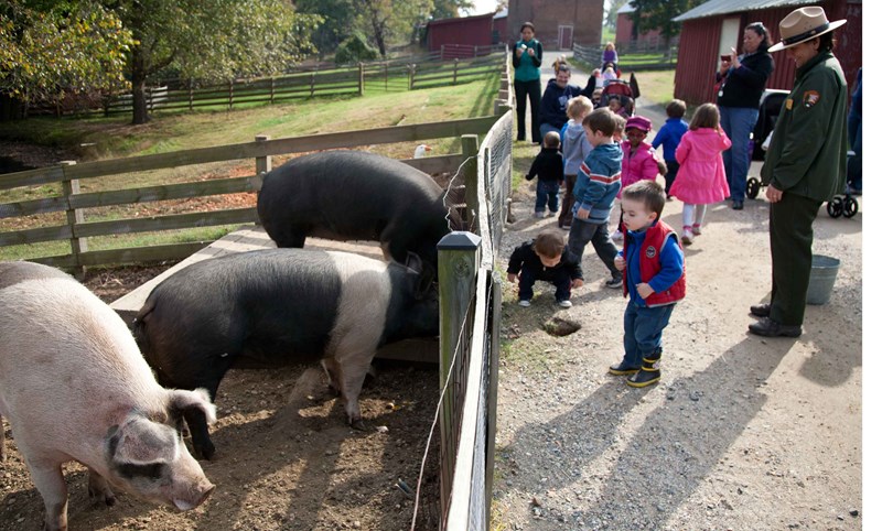 Pigs Young visitors meet the pigs.