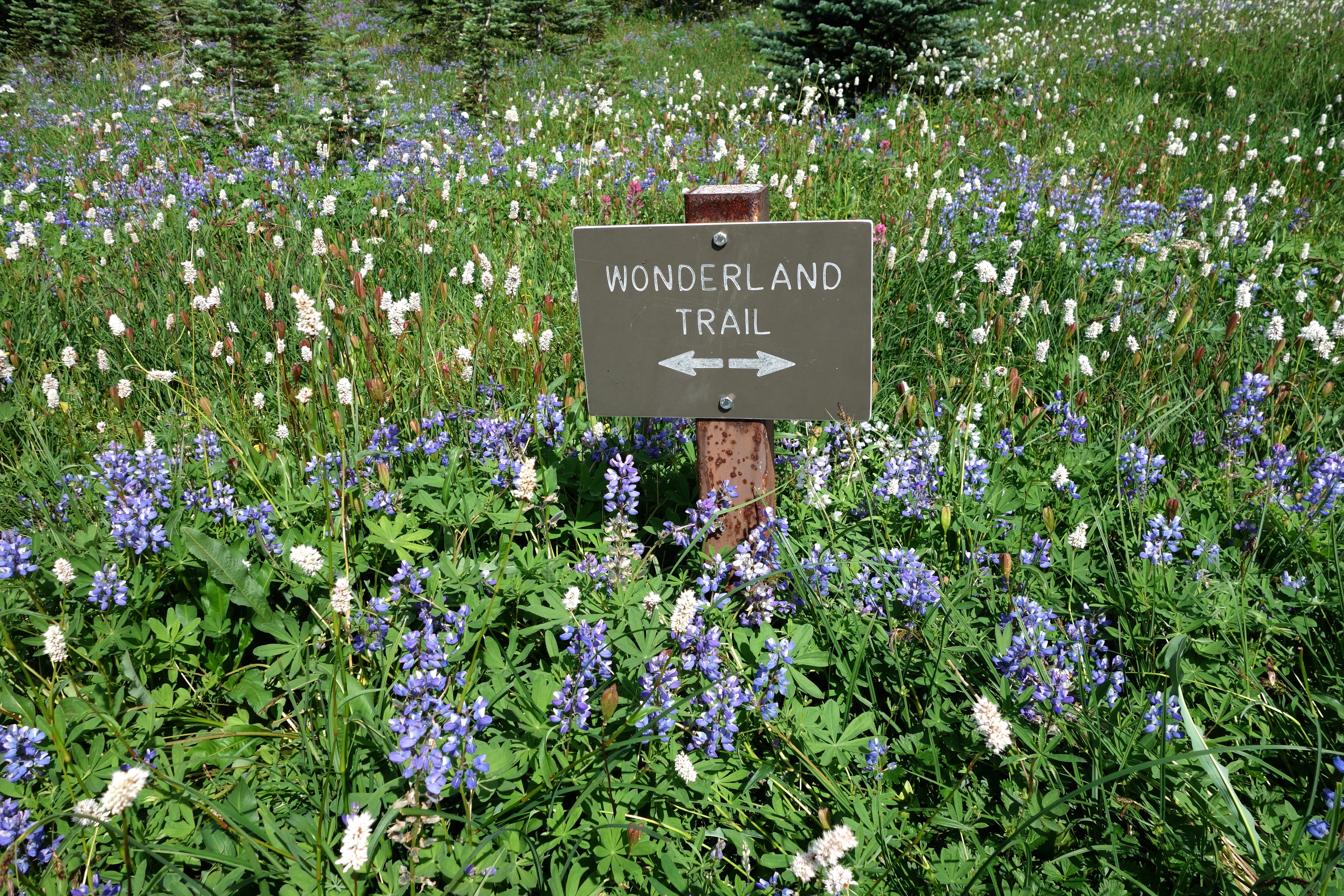 Purple lupine and white bistort bloom in a meadow alongside a sign for the Wonderland Trail.
