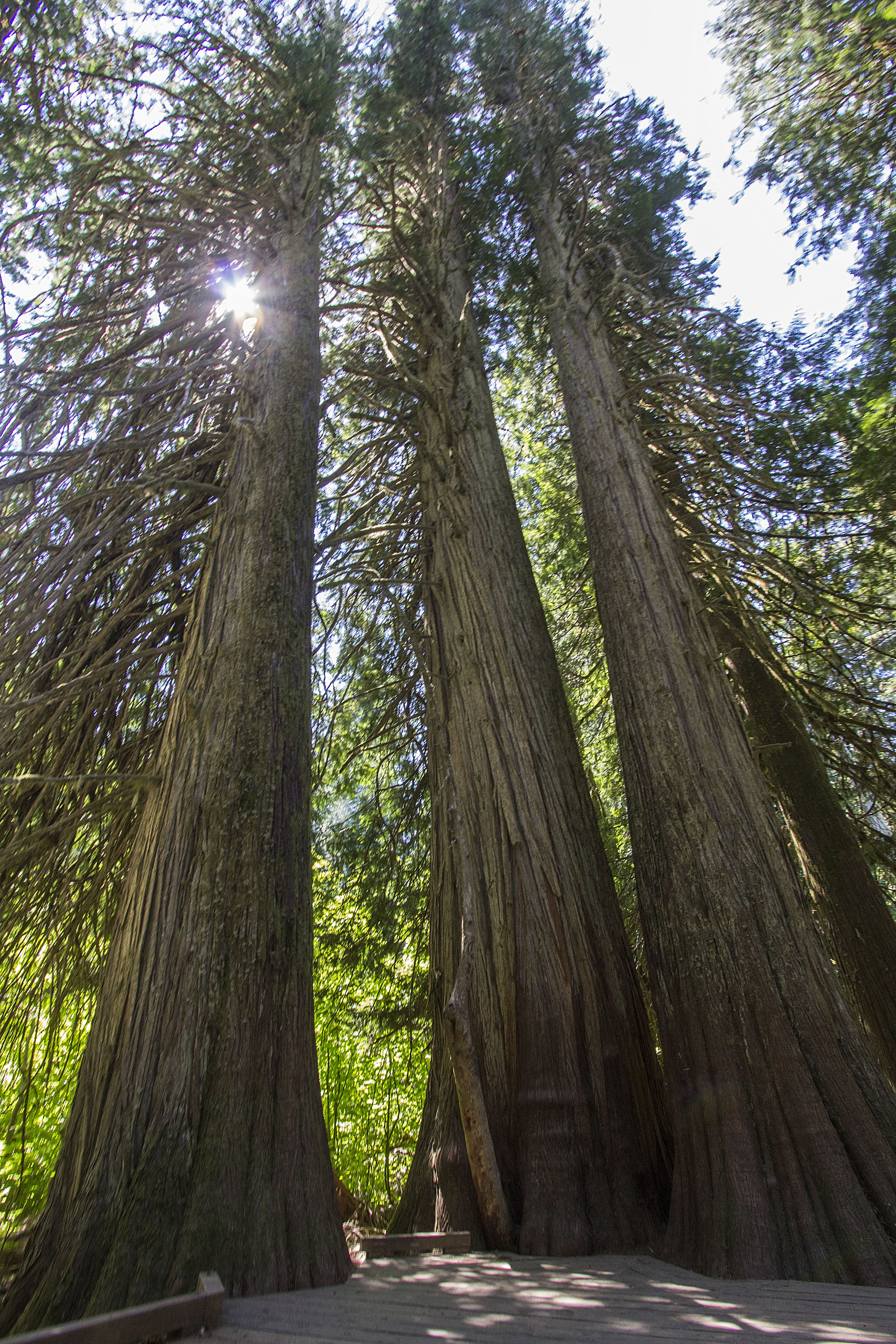 Towering cedars and douglas-firs reach skyward while a beam of sun breaks through the canopy.