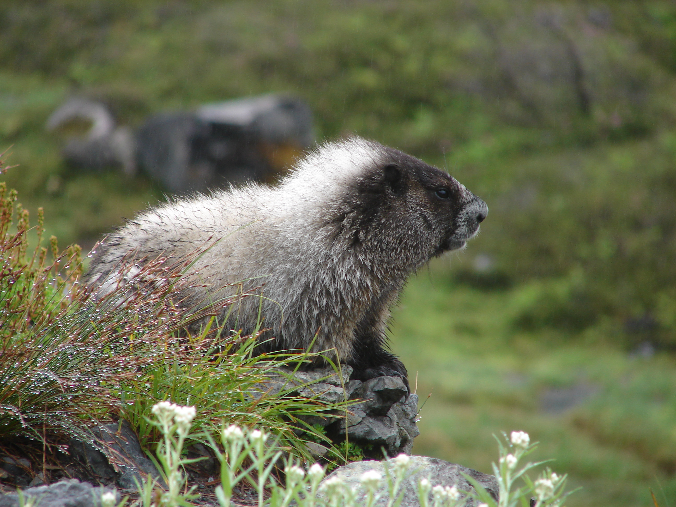 A hoary marmot with white frosted fur rests on a rock beside white flowers in a meadow.