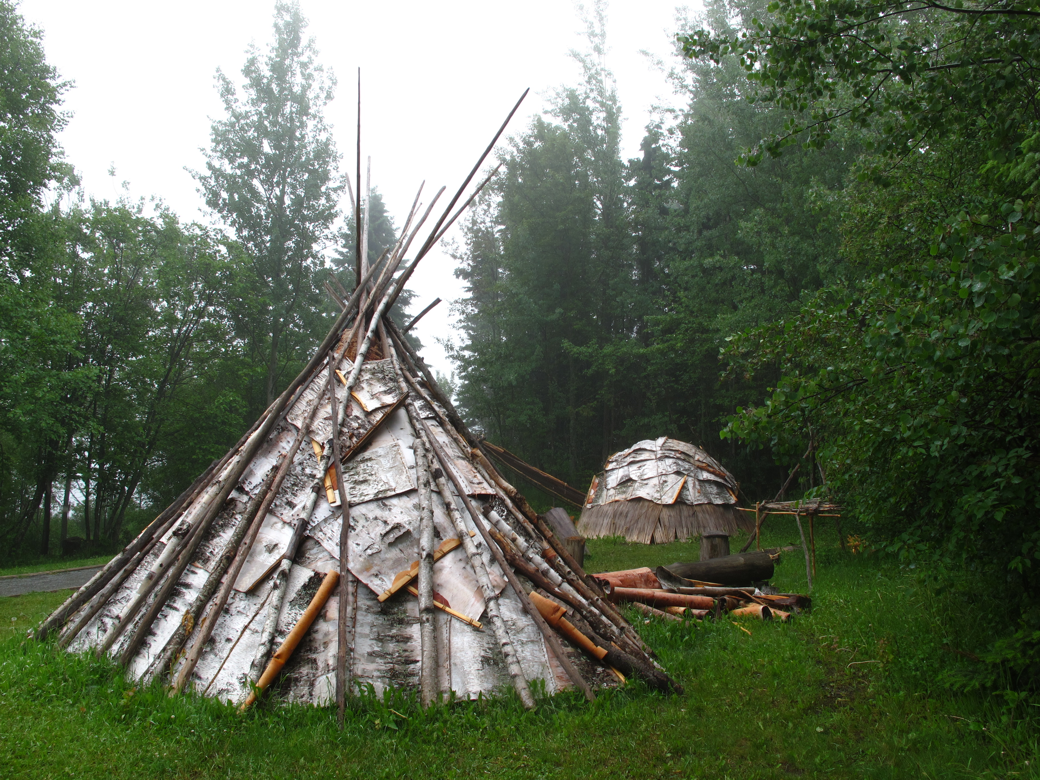 Birch bark lodges among trees.