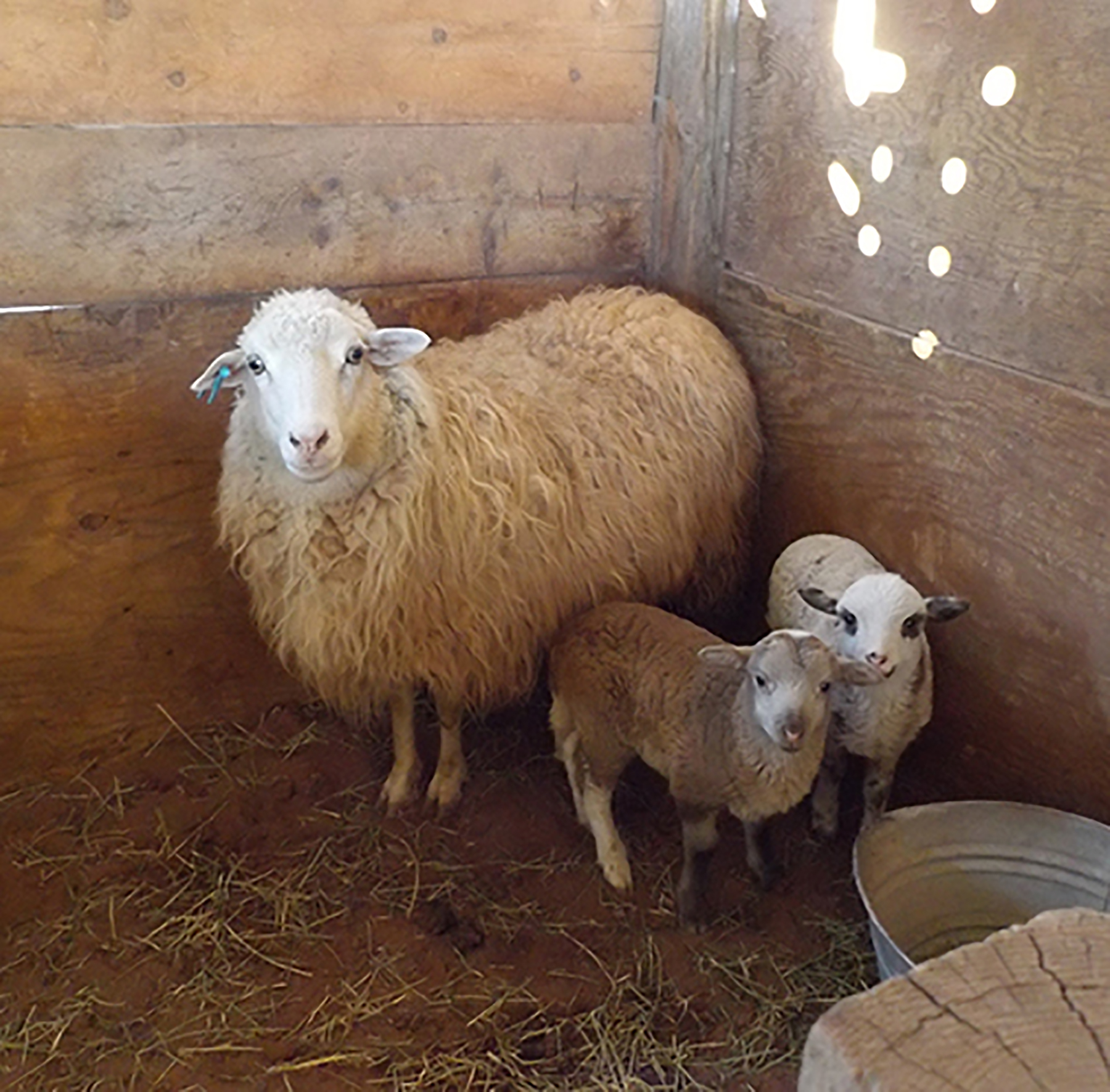 Spring lambs with their Navajo-Churro ewe.