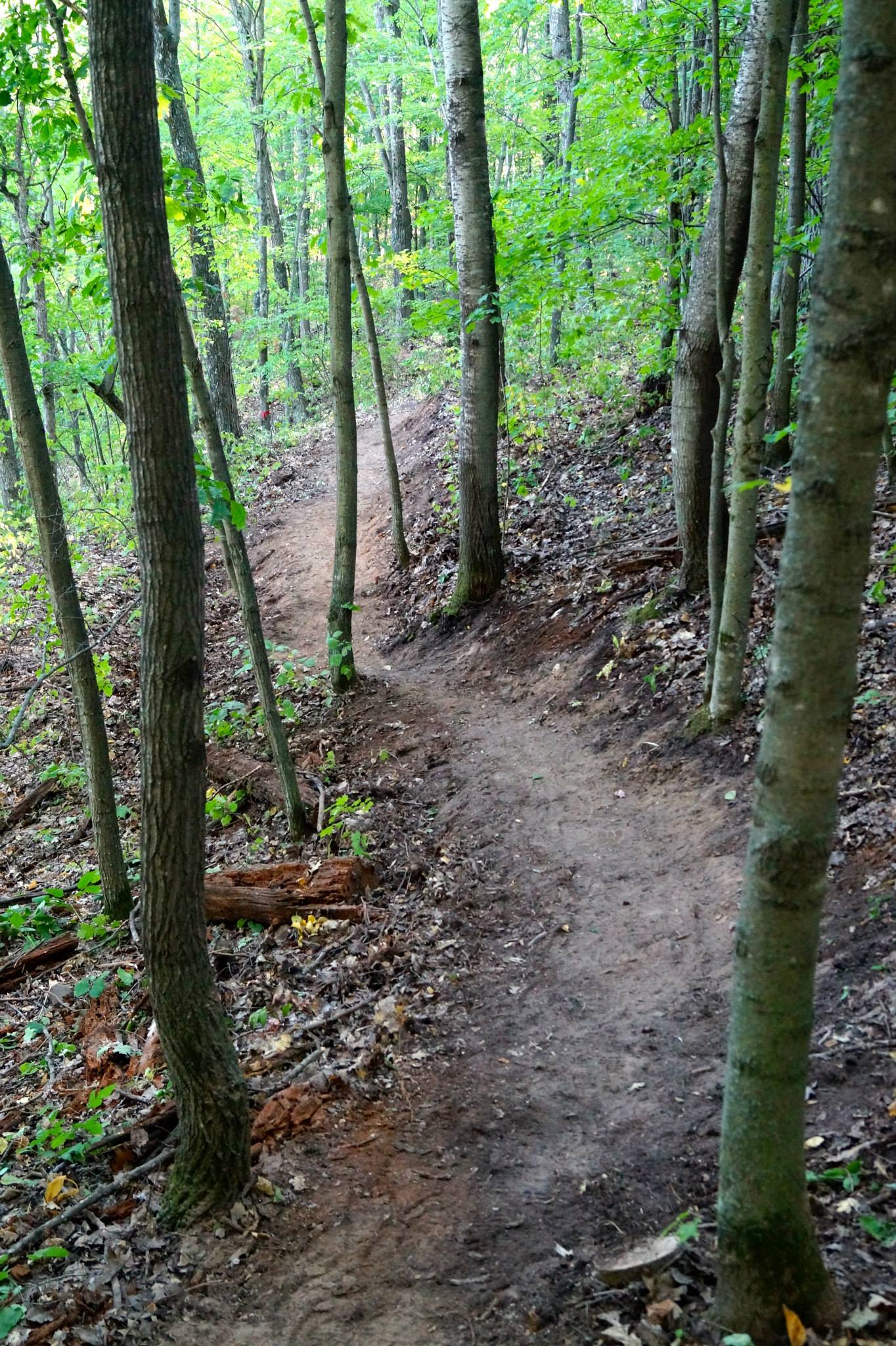 New trail takes hikers into the forest