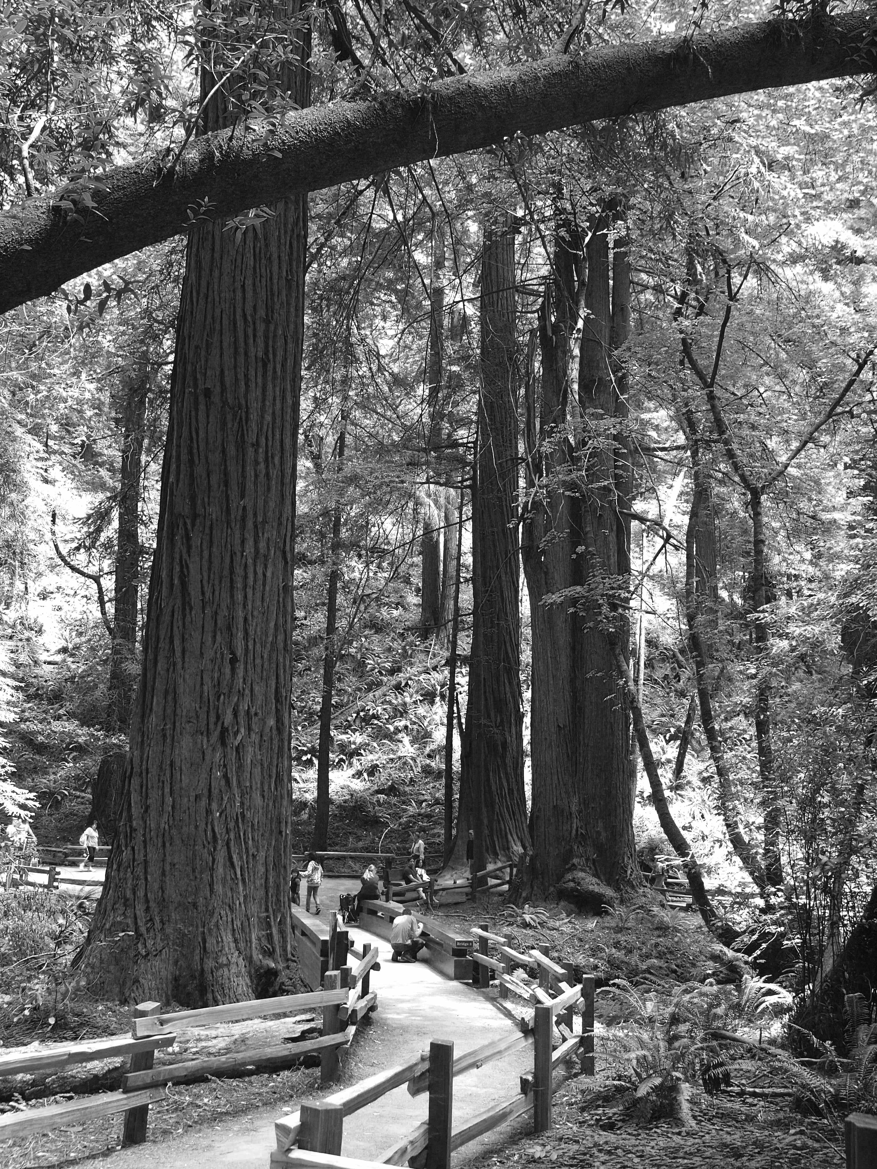 A wooden bridge crosses Redwood Creek in the redwood forest