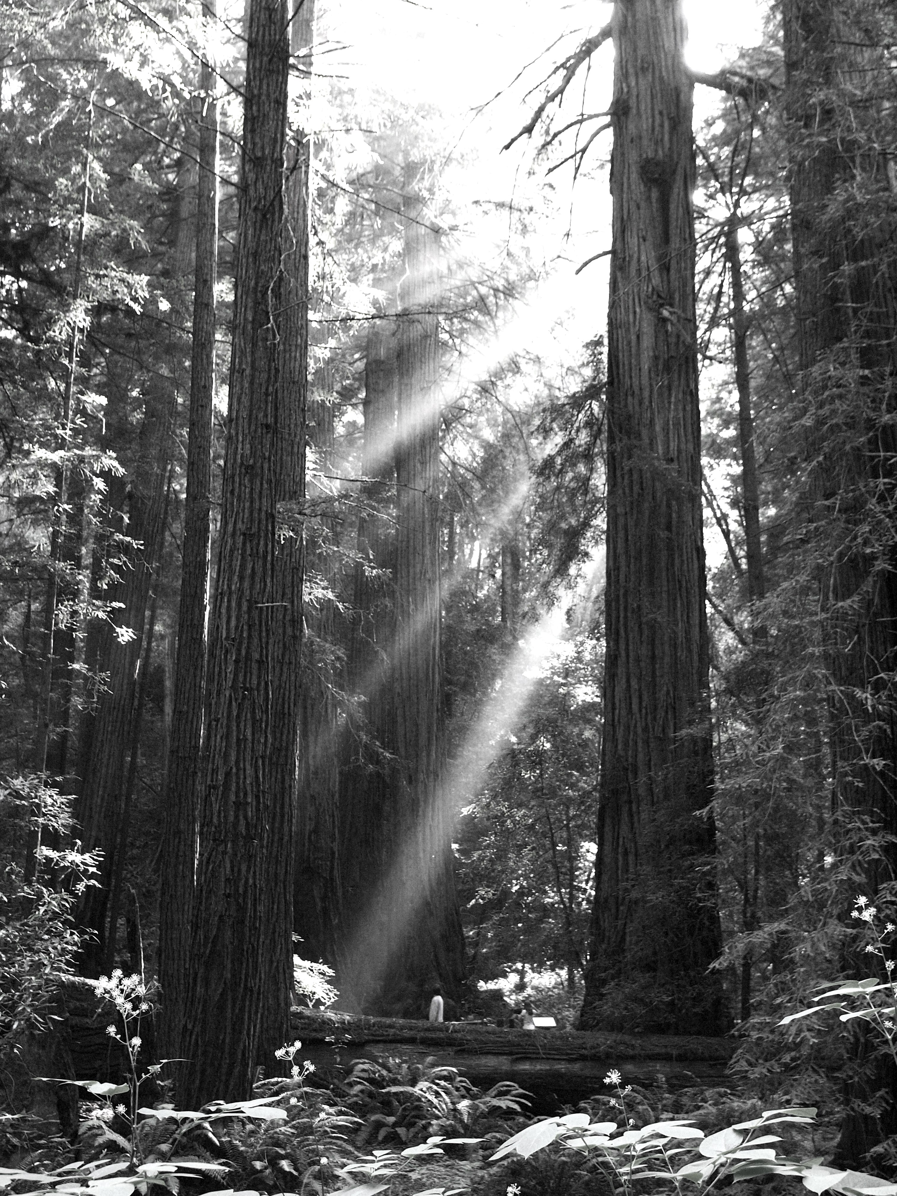 Sun rays shine down on a visitor among very tall redwood trees