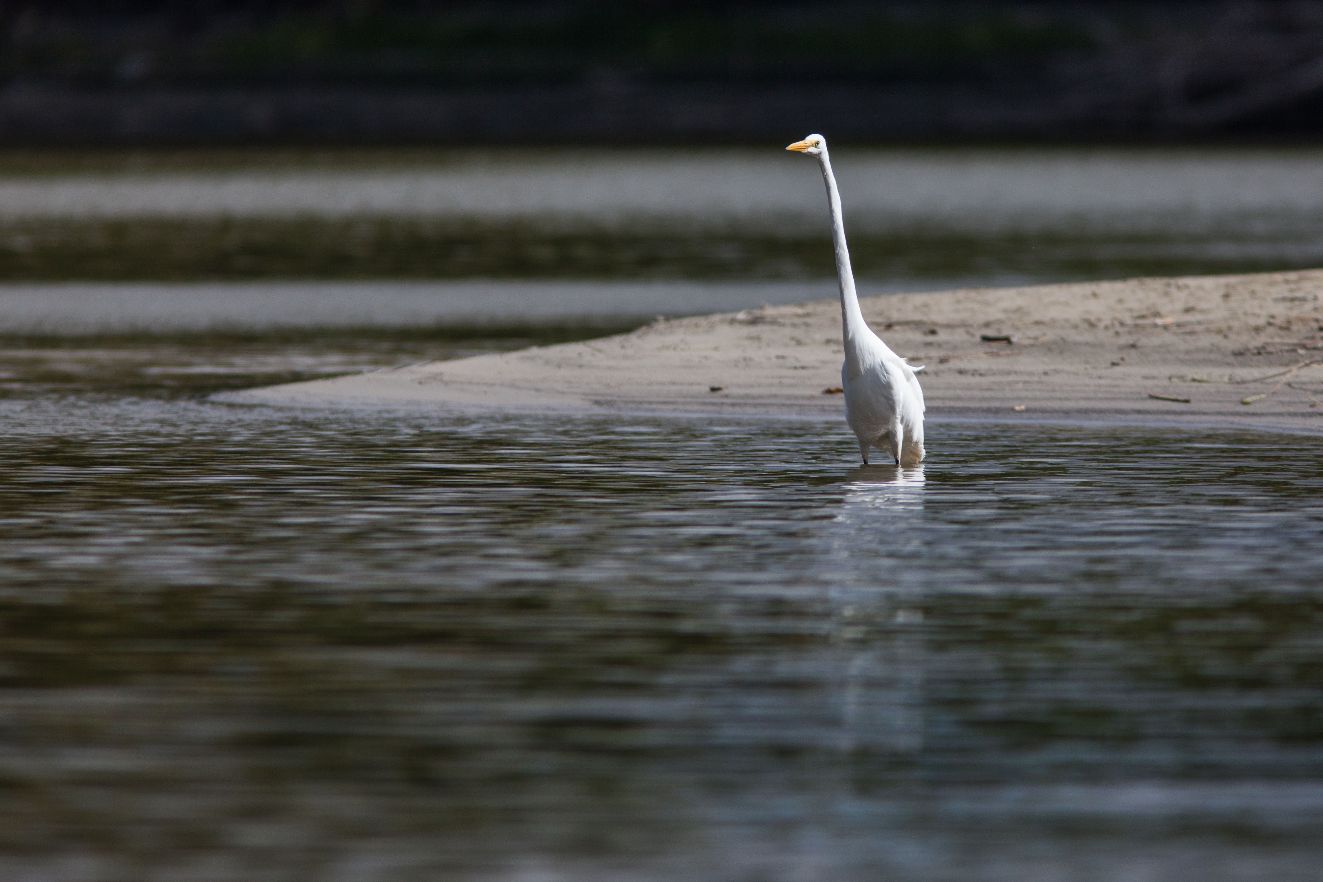 A large, long-necked, long-legged bird wades in the river.