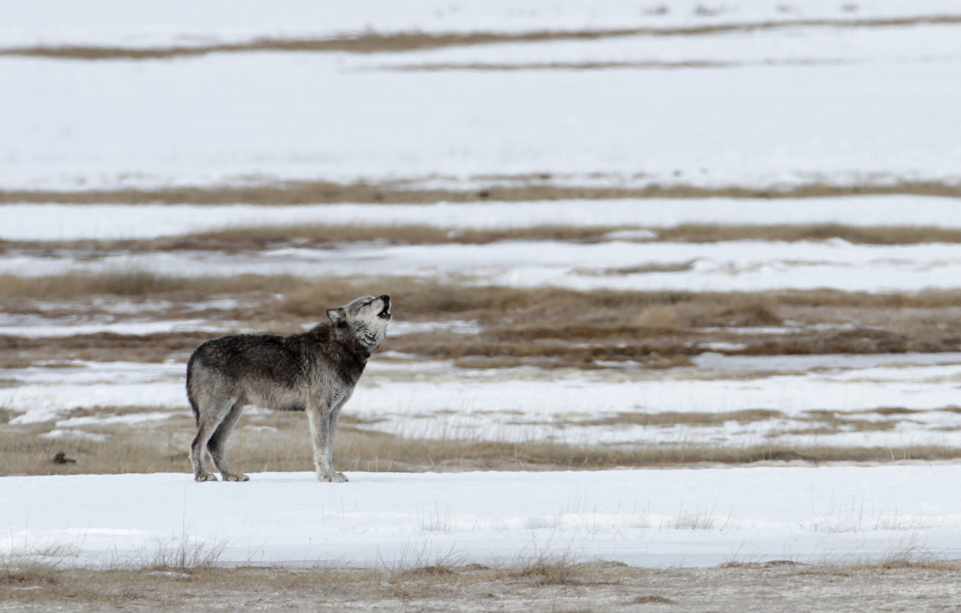 A wolf howls while standing on a snowy field.