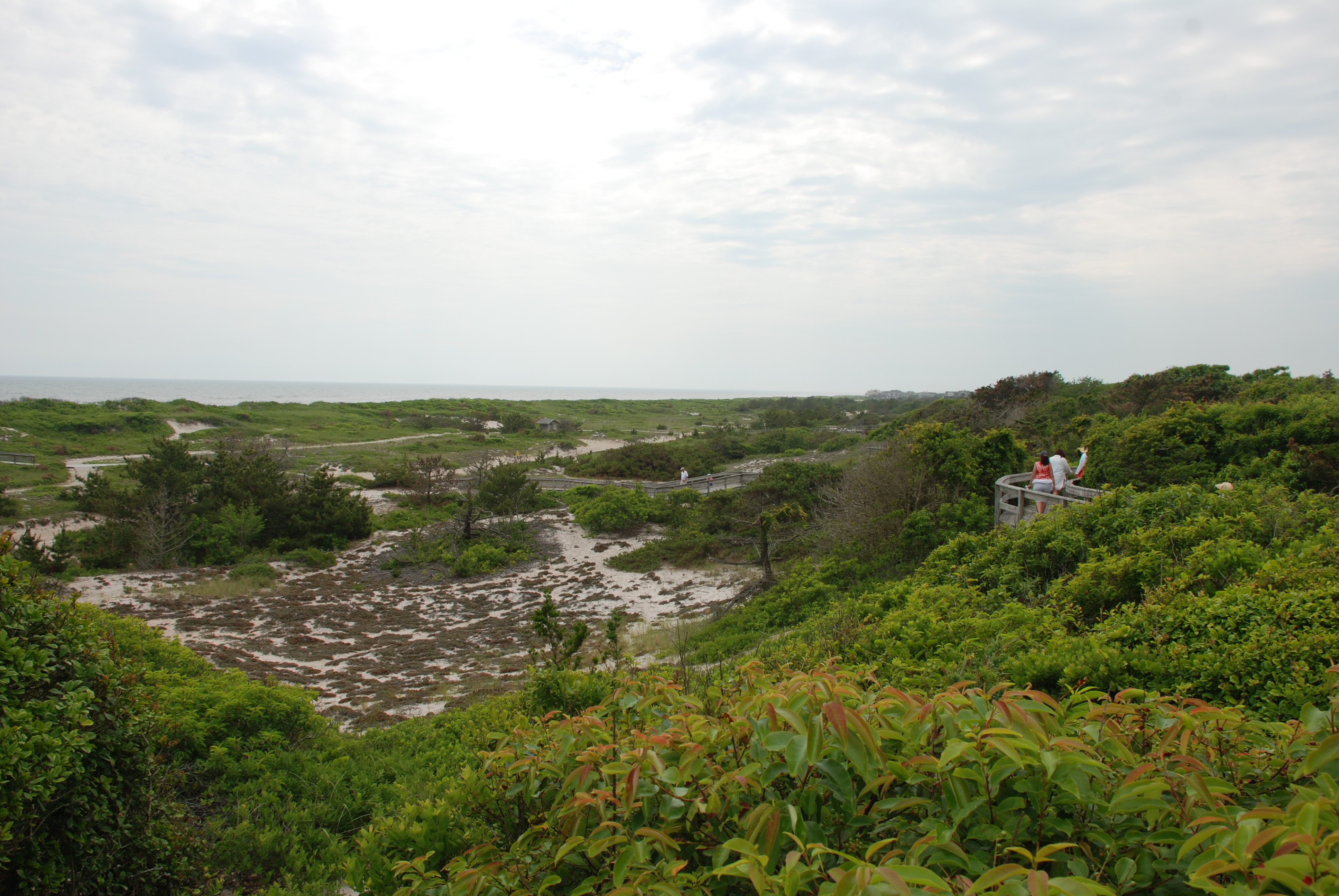 View of ocean and primary dune with boardwalk winding up to the Sunken Forest overlook.