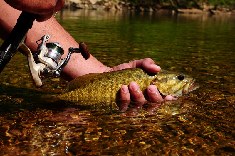 Smallmouth Bass Fishing Fisherman with smallmouth bass.