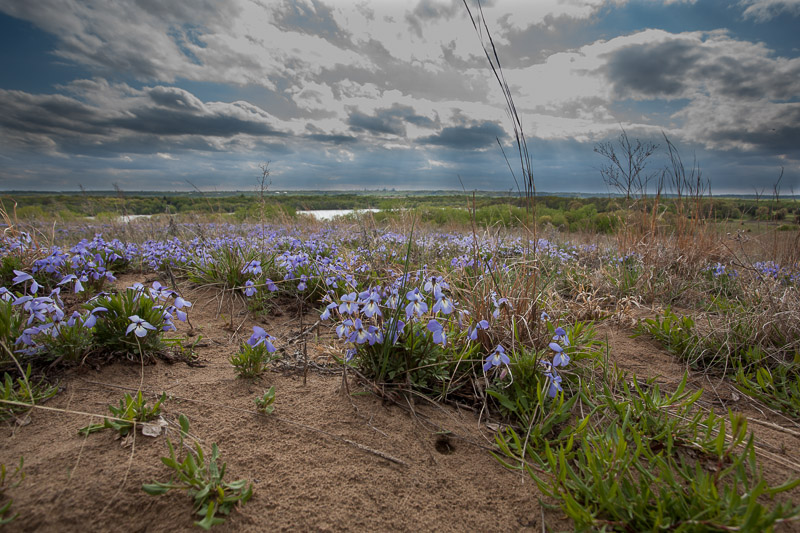 Gray clouds over flowers growing on sand dunes.