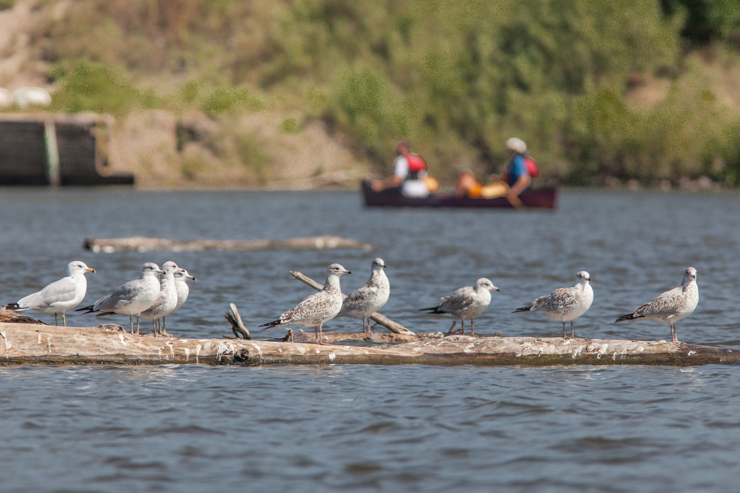 Gulls stand on a floating log while a canoe passes in the background.