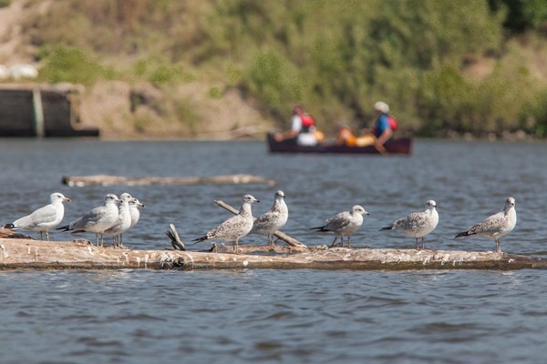 Gulls stand on a floating log while a canoe passes in the background.