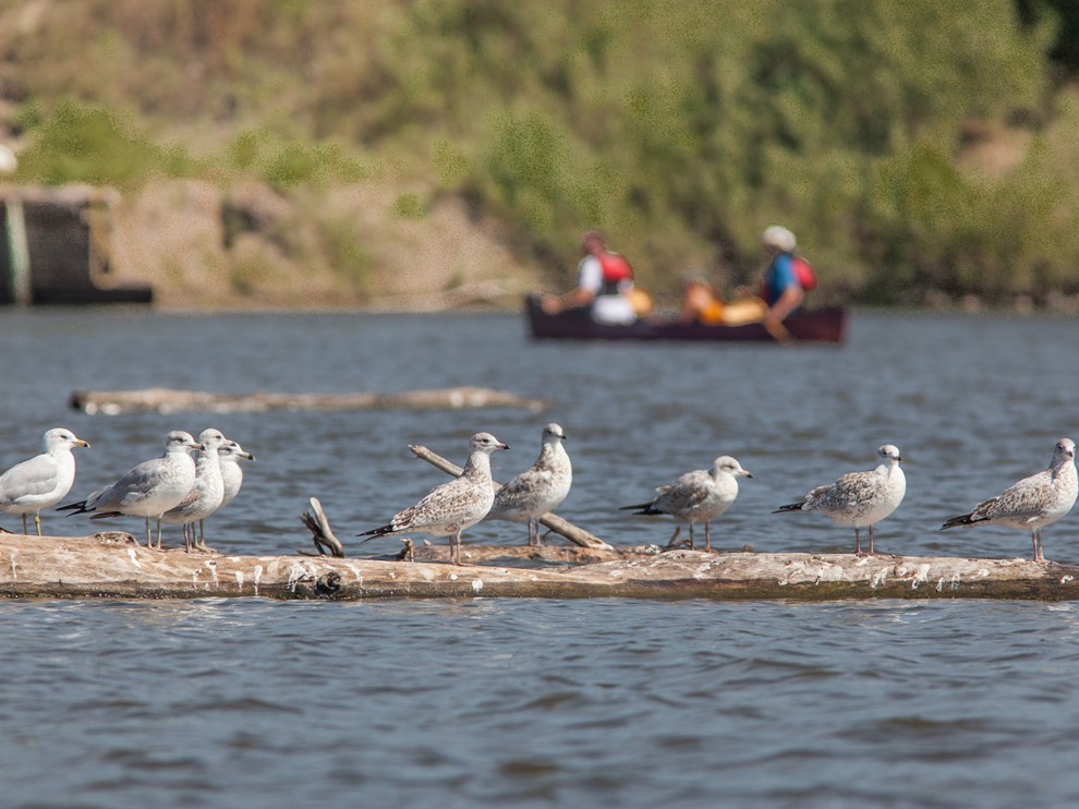 Mississippi National River and Recreation Area