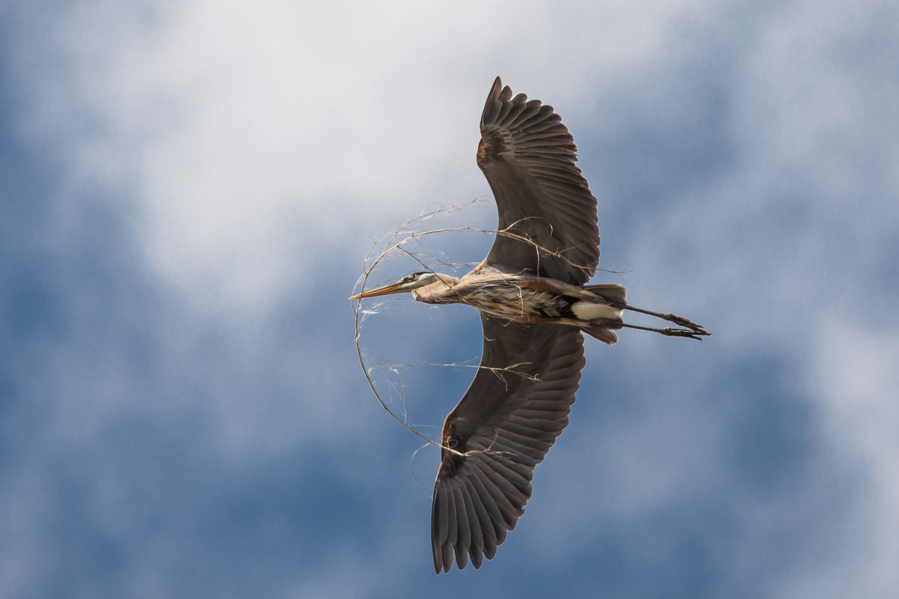 A large, long-necked, long-legged bird flies overhead carrying a branch.