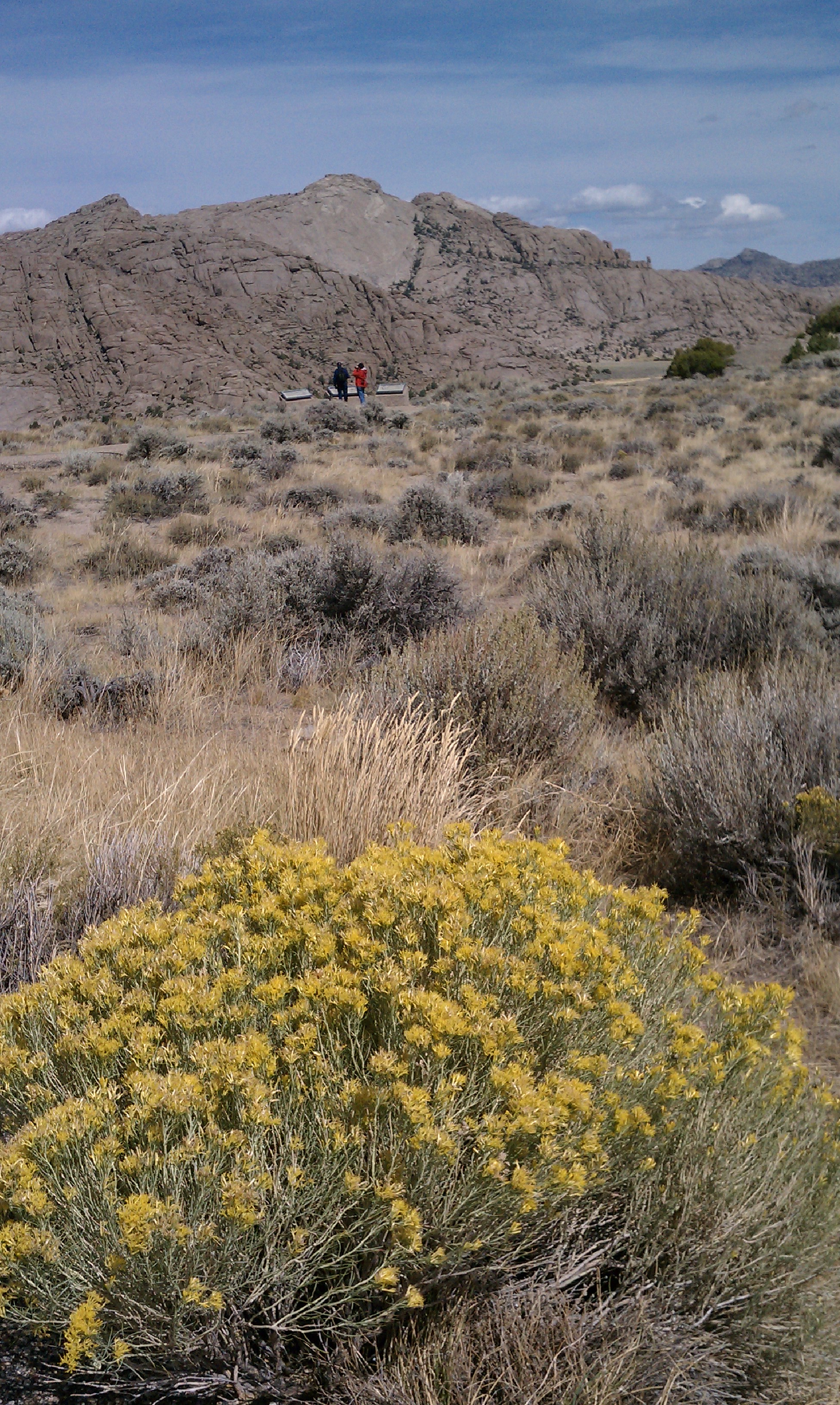 A large yellow flowering desert shrub in front of sagebrush and a large rock buttress.