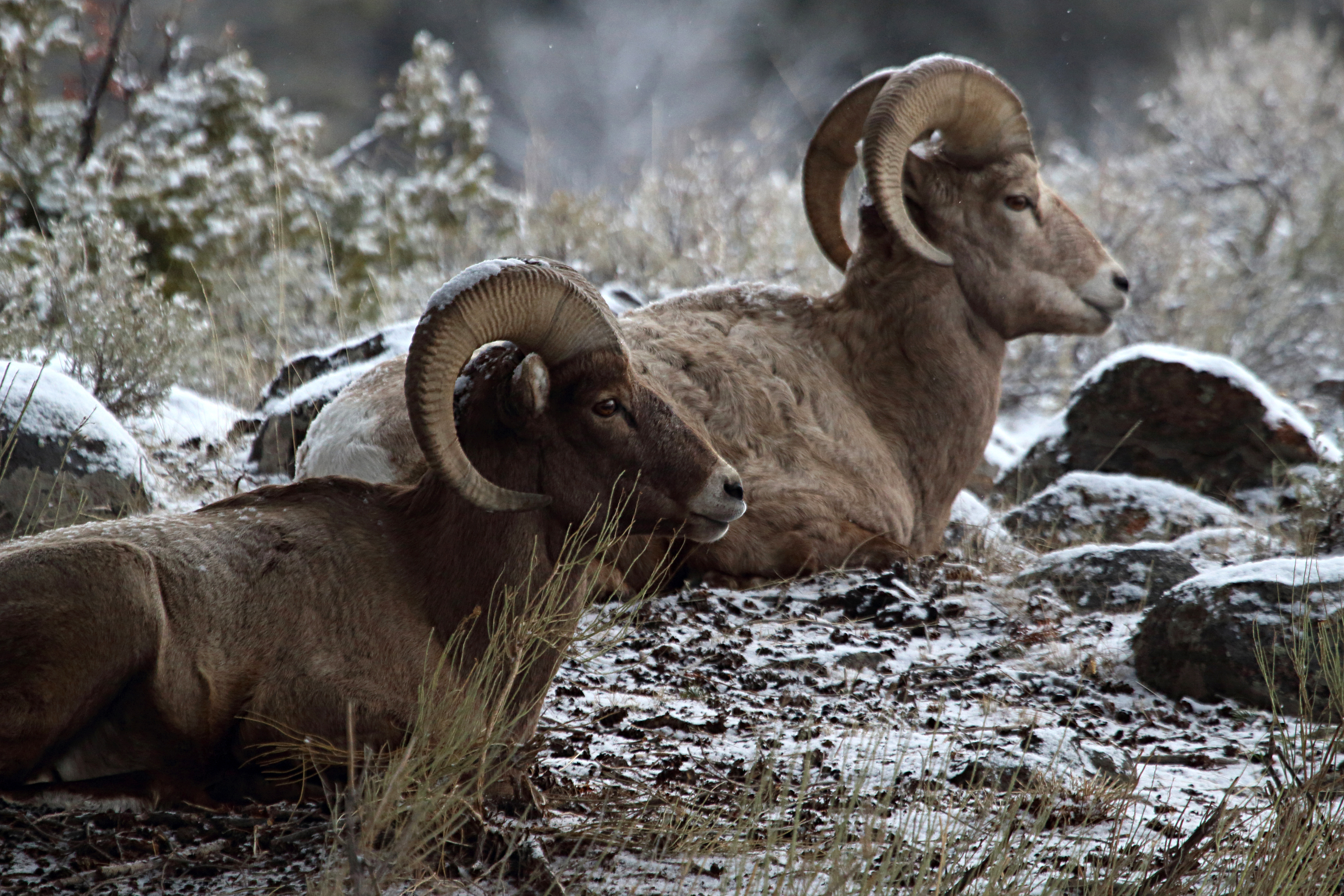 Two bighorn sheep laying on the ground.