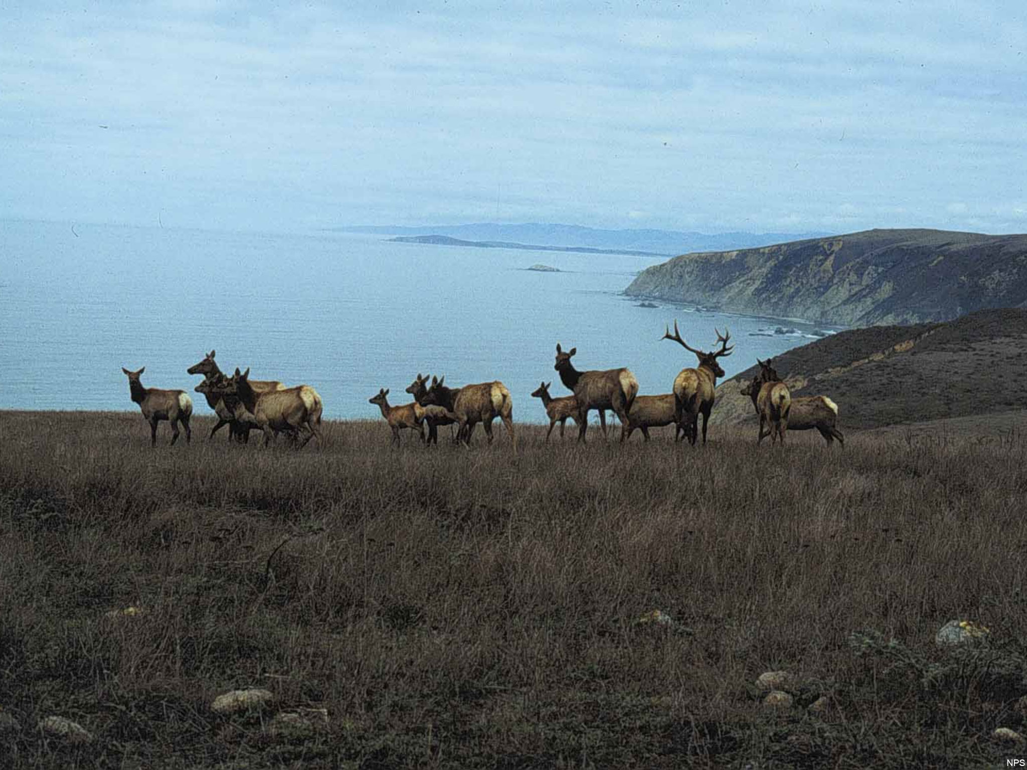 Herd of Tule Elk on Tomales Point