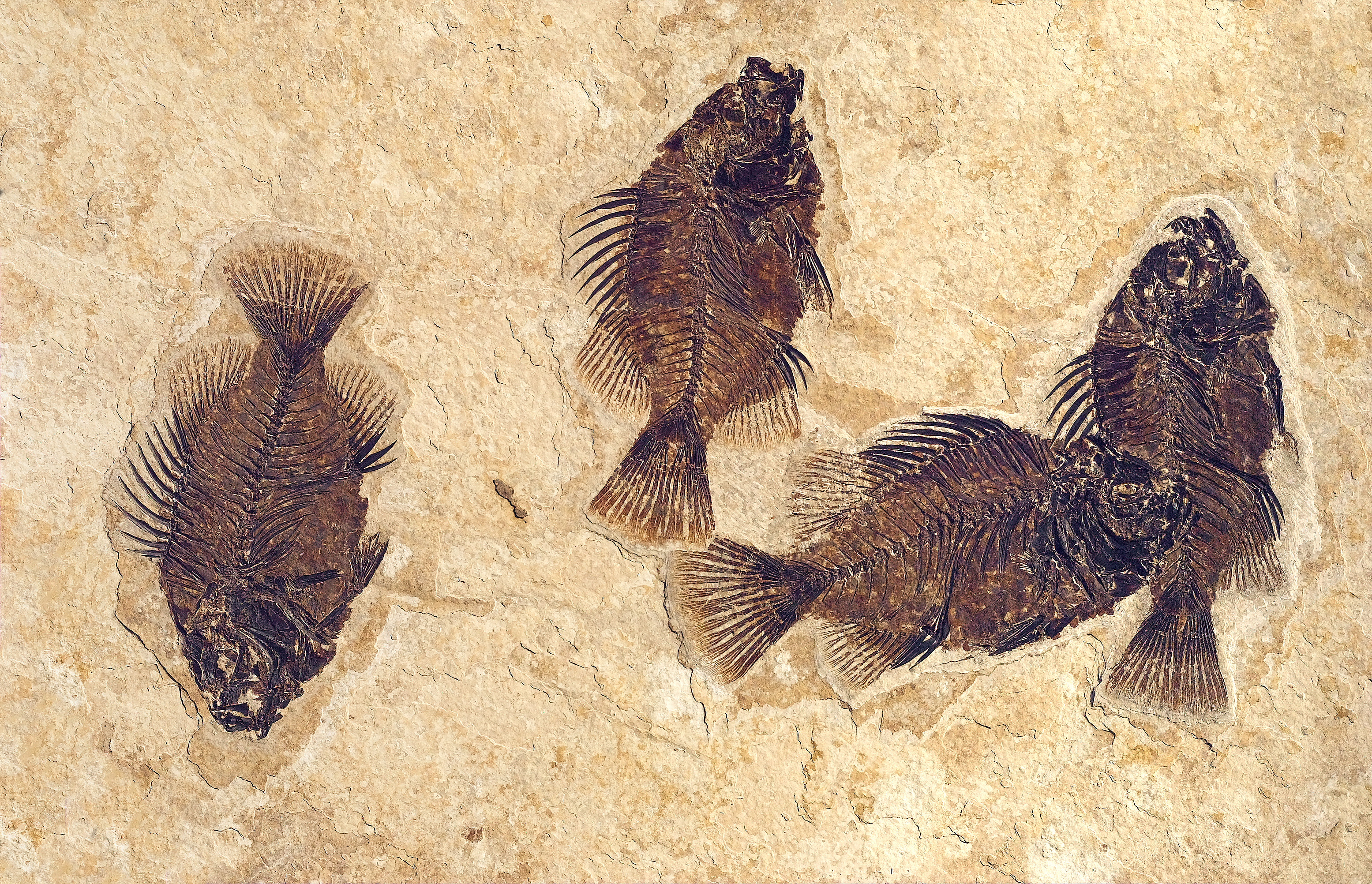 a well preserved fossil fish, Cockerellites liops