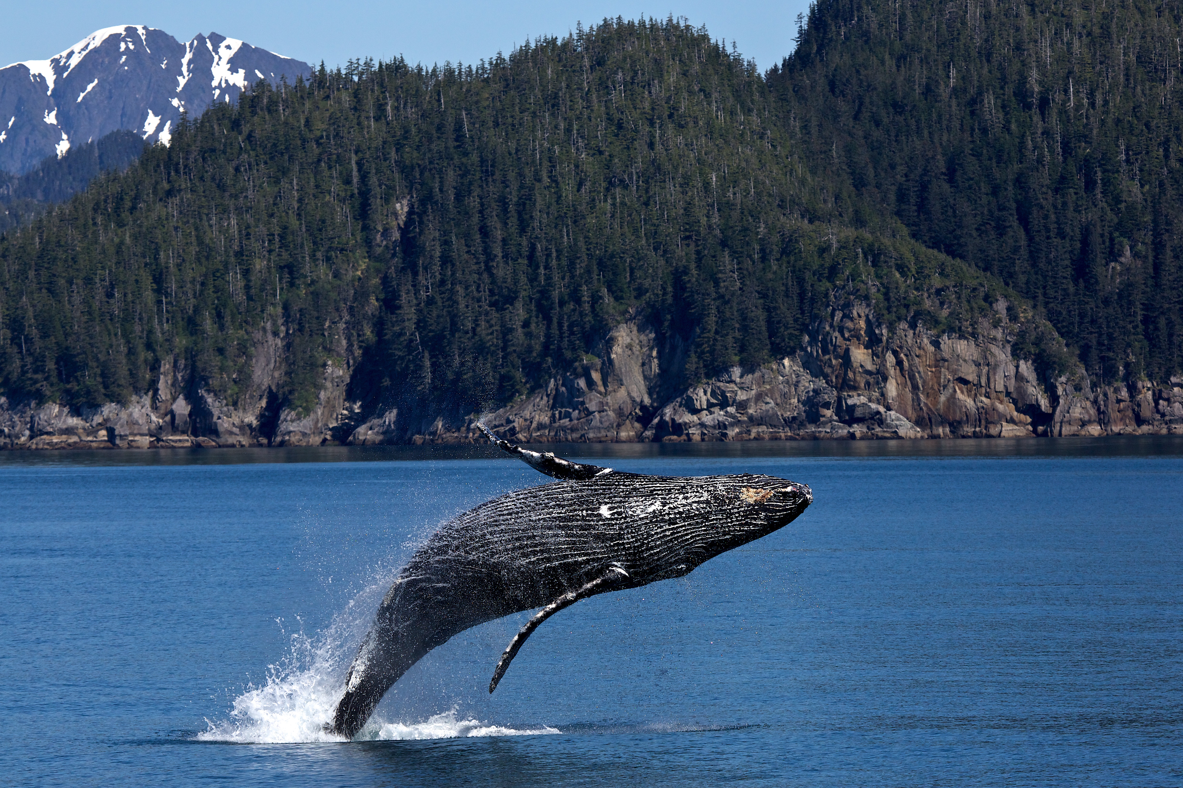 a humpback whale breaches