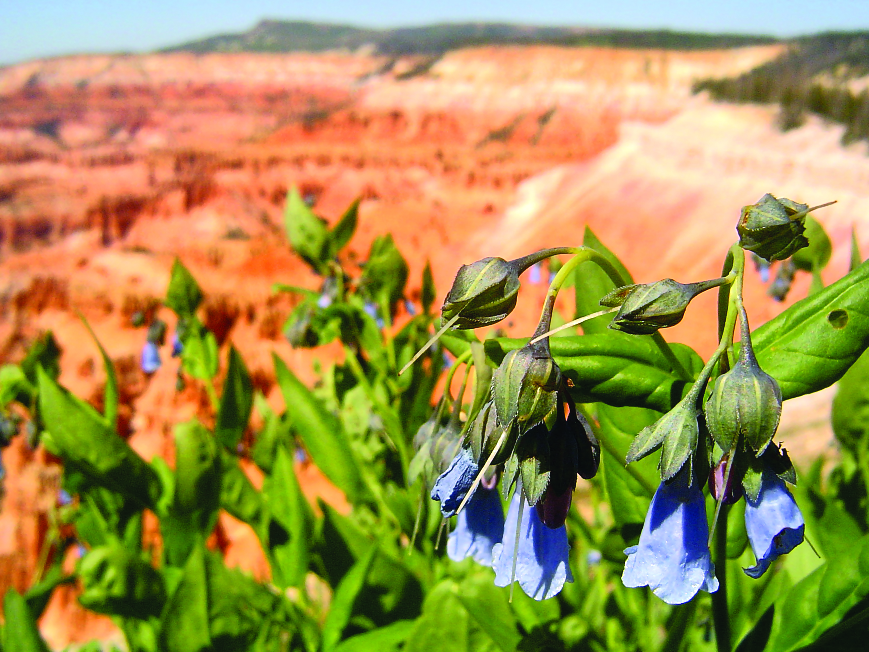 Bluebell flowers growing on the rim of the Cedar Breaks Amphitheater.