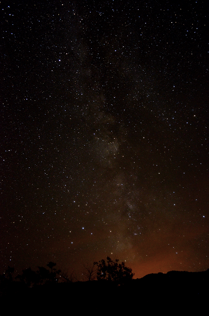 stars and the Milky Way galaxy over a desert juniper tree