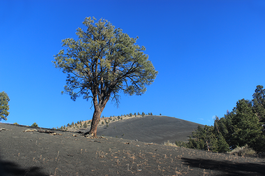 a small ponderosa pine tree in a field of rolling cinder hills
