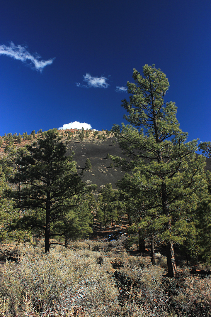 tall pine trees grow beneath the Sunset Crater Volcano cinder cone
