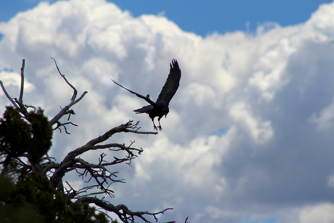 a common raven landing on a barren juniper branch