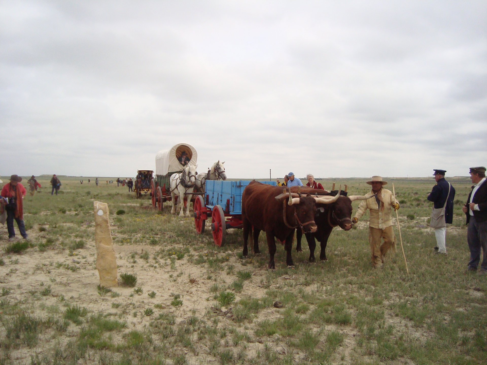 emigrant wagons pulled by oxen and horses cross the prairie with people walking alongside