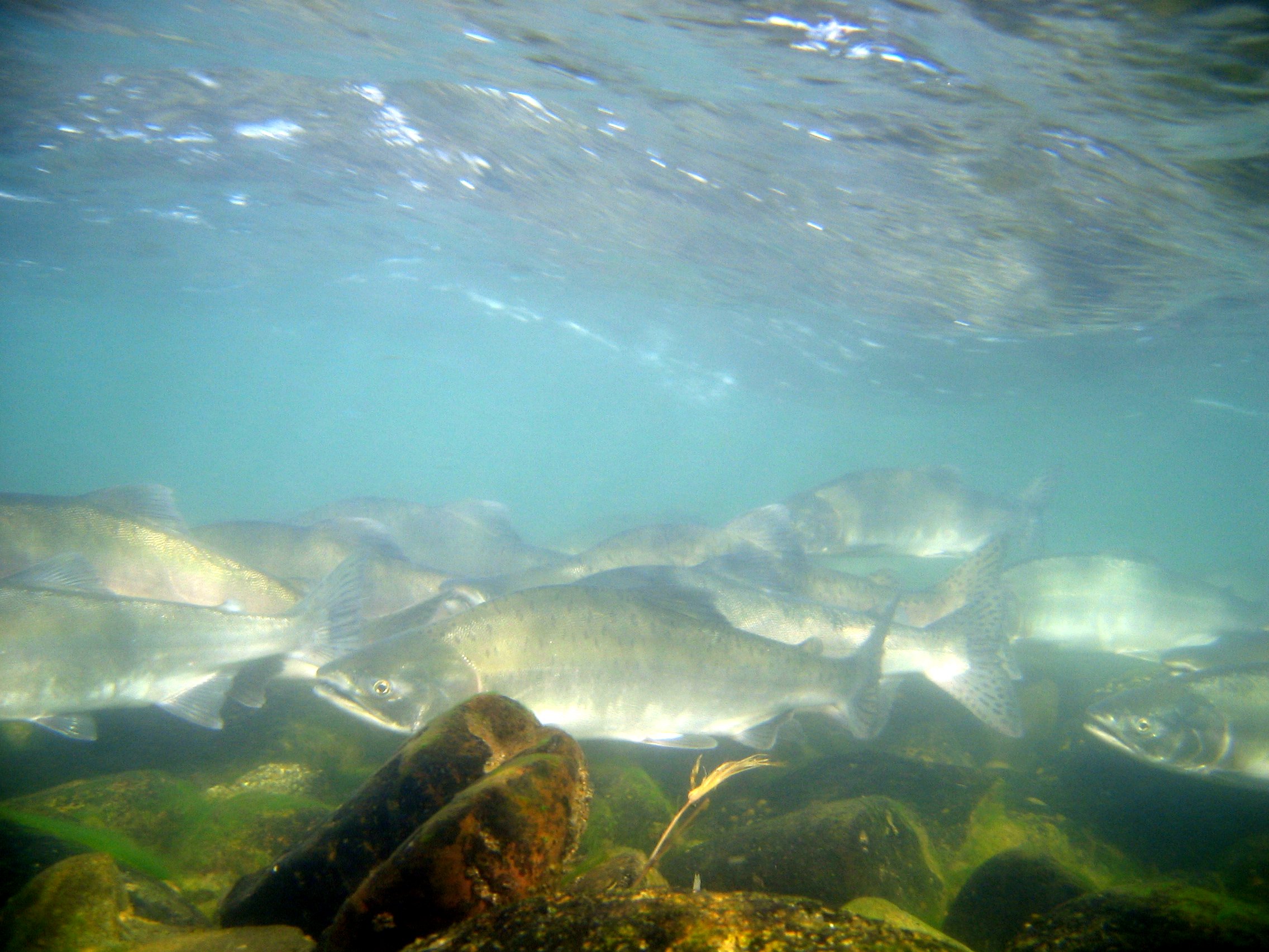underwater photo of salmon swimming in river