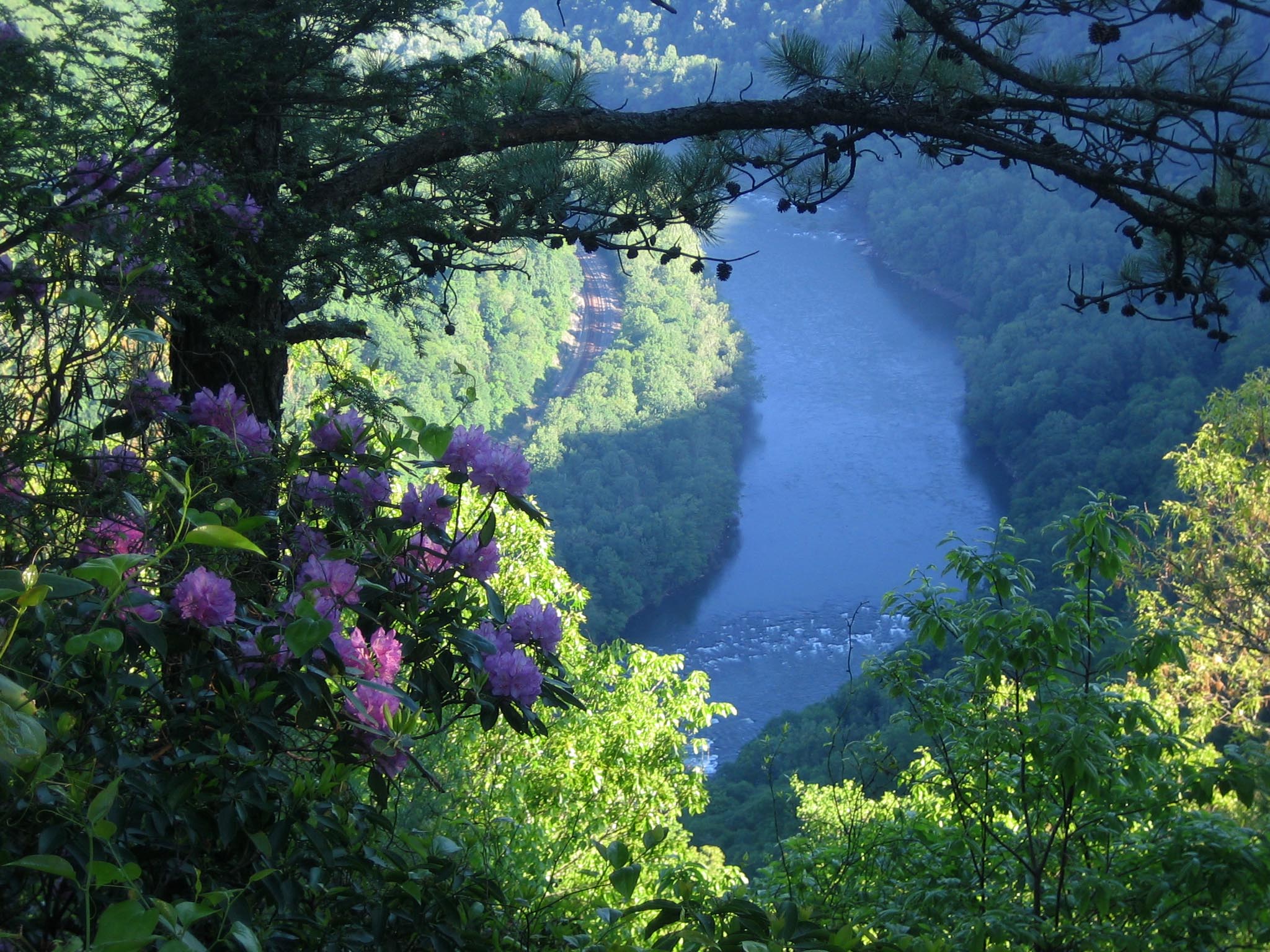 pink rhododendron and view of the gorge and river