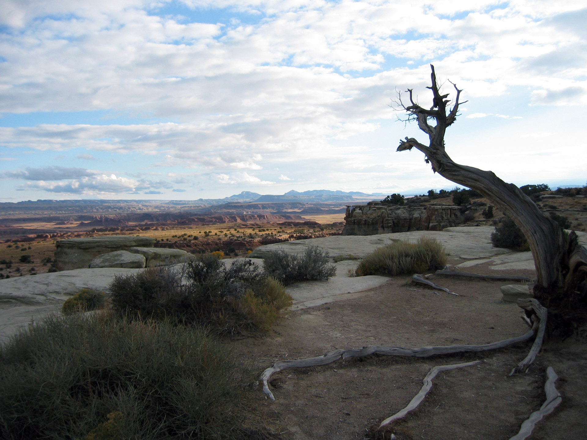 desert scenery, dead tree, blue sky with puffy coulds